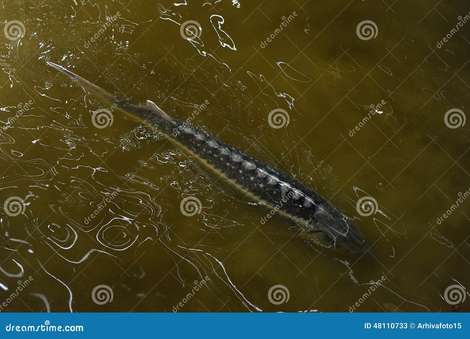 Sturgeon farm stock image. Image of farm, livestock, aquaculture 48110733