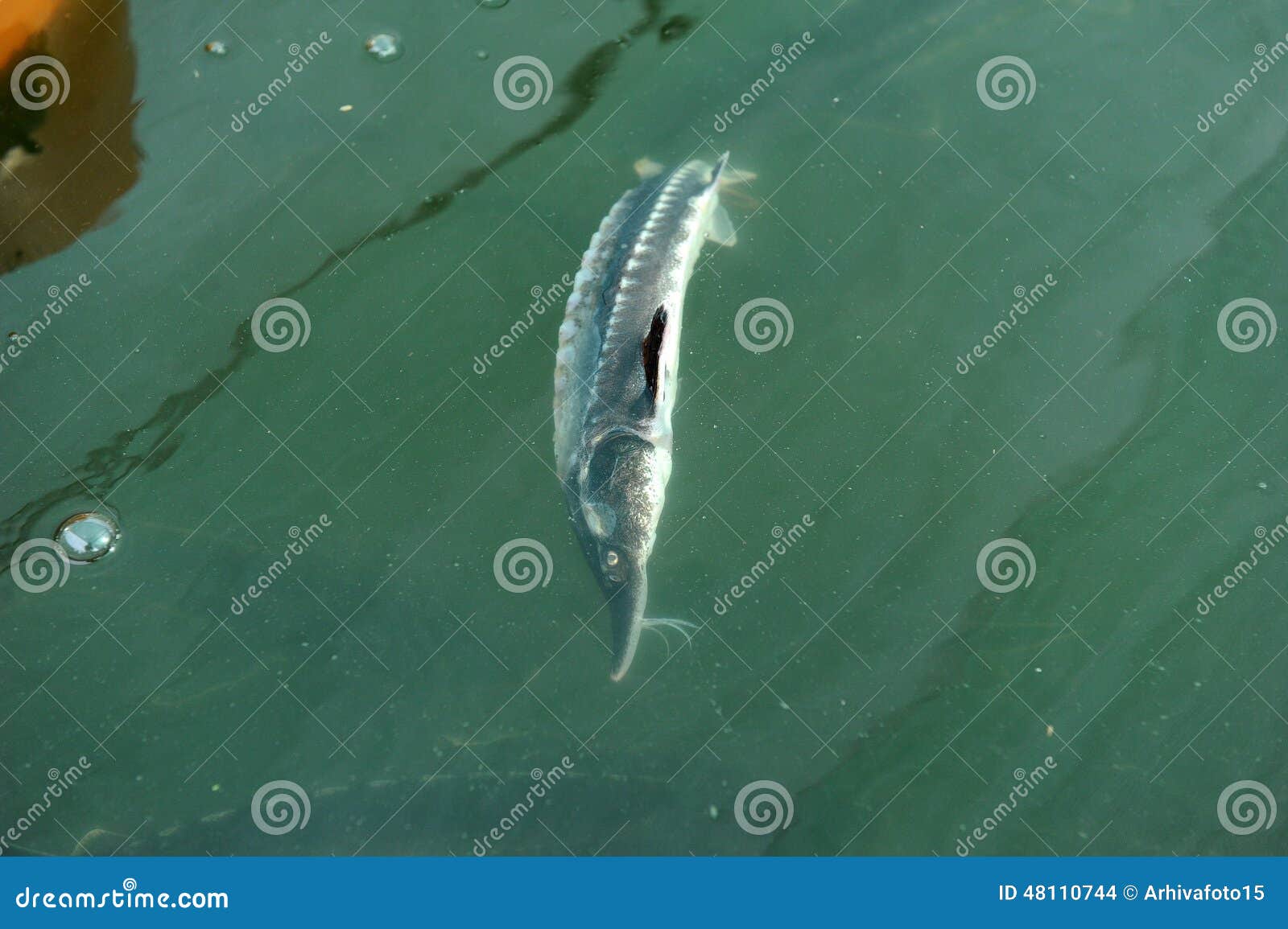 Sturgeon farm stock photo. Image of fish, animal, luxury 48110744