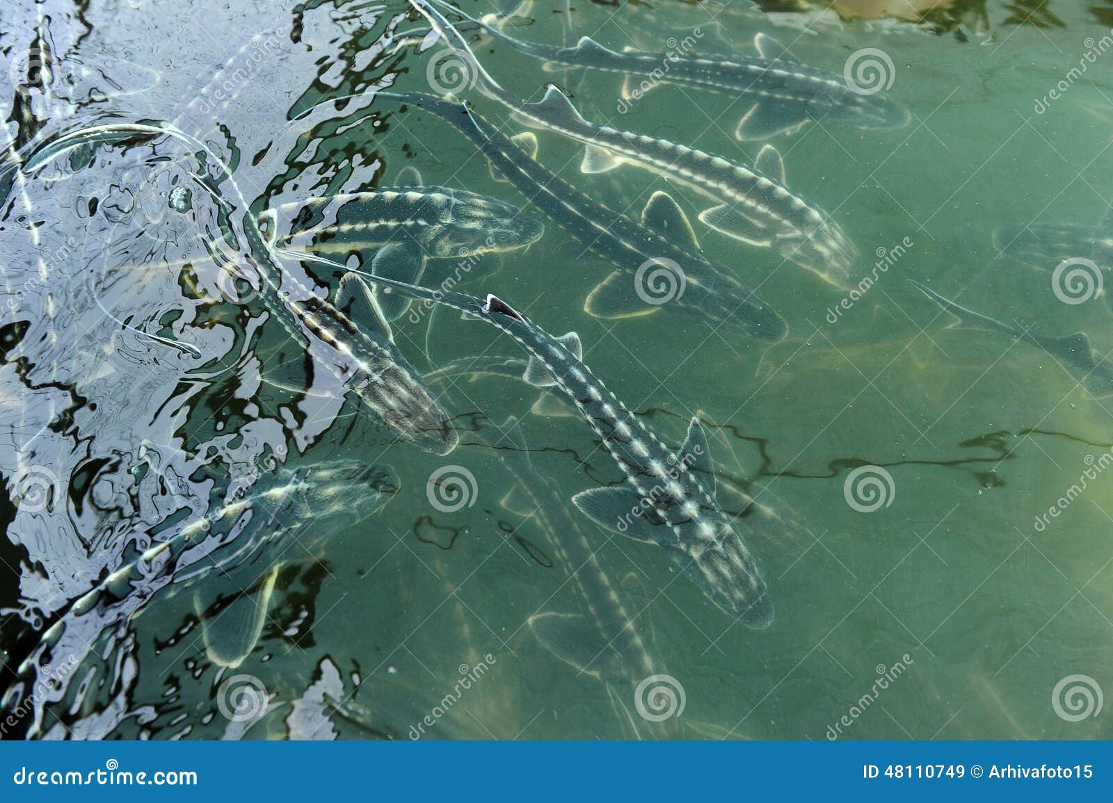Sturgeon farm stock image. Image of system, aquaculture 48110749