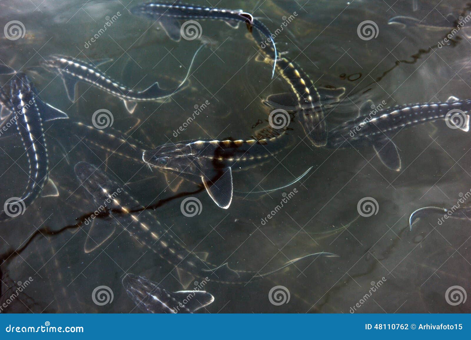 Sturgeon farm stock photo. Image of fishing, elongated 48110762