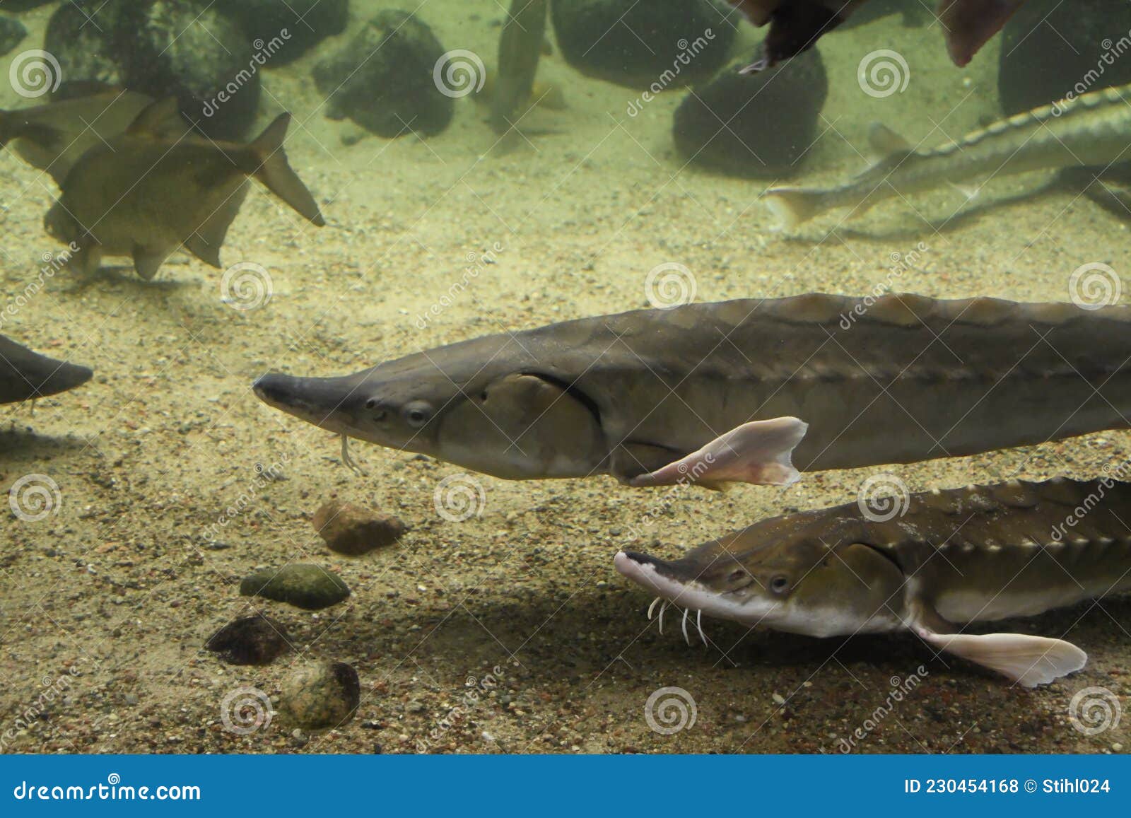 Sturgeon fish in aquarium stock photo. Image of aquarium 230454168