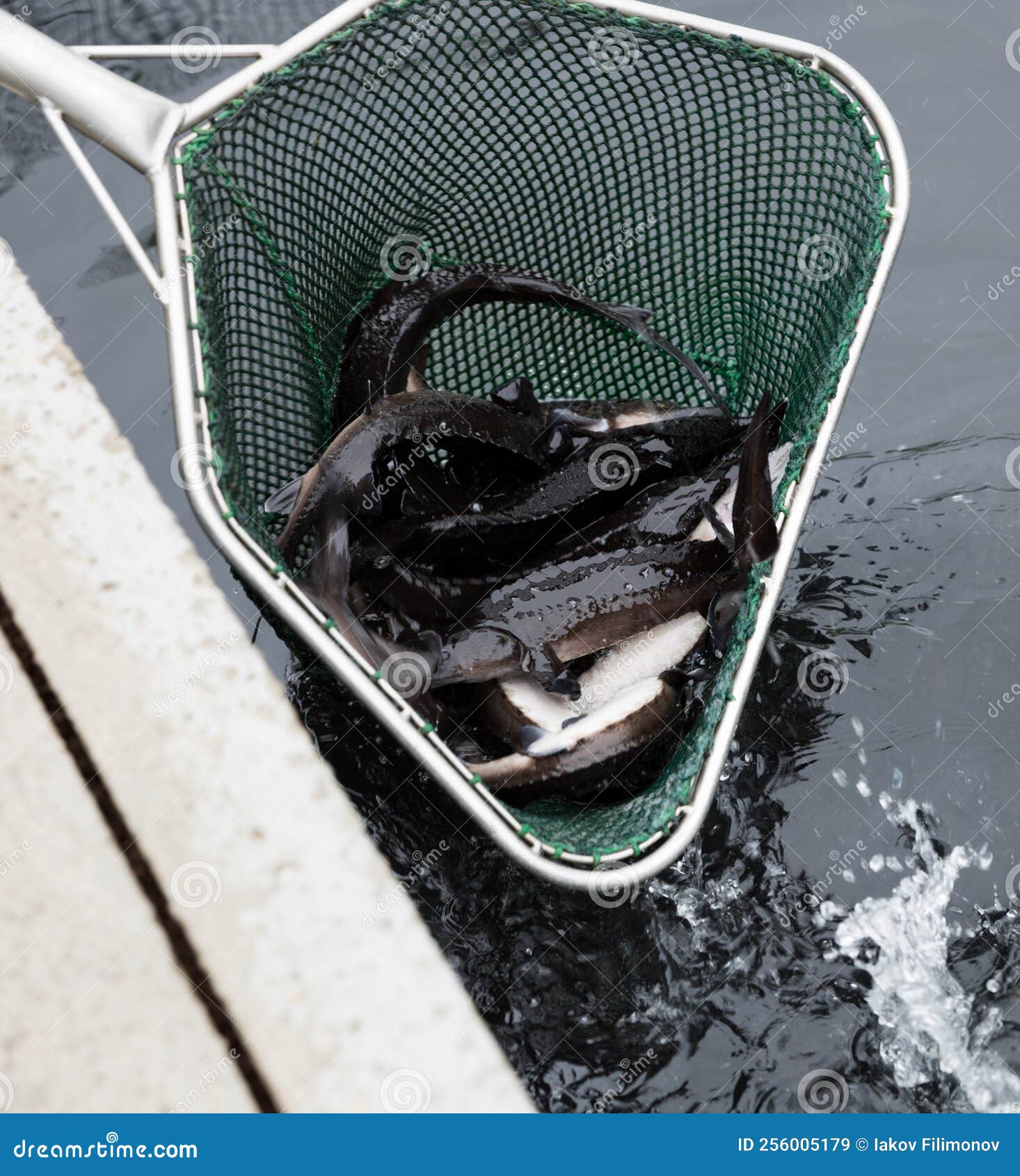 Sturgeon in Landing Net on Fish Farm Stock Image Image of resource