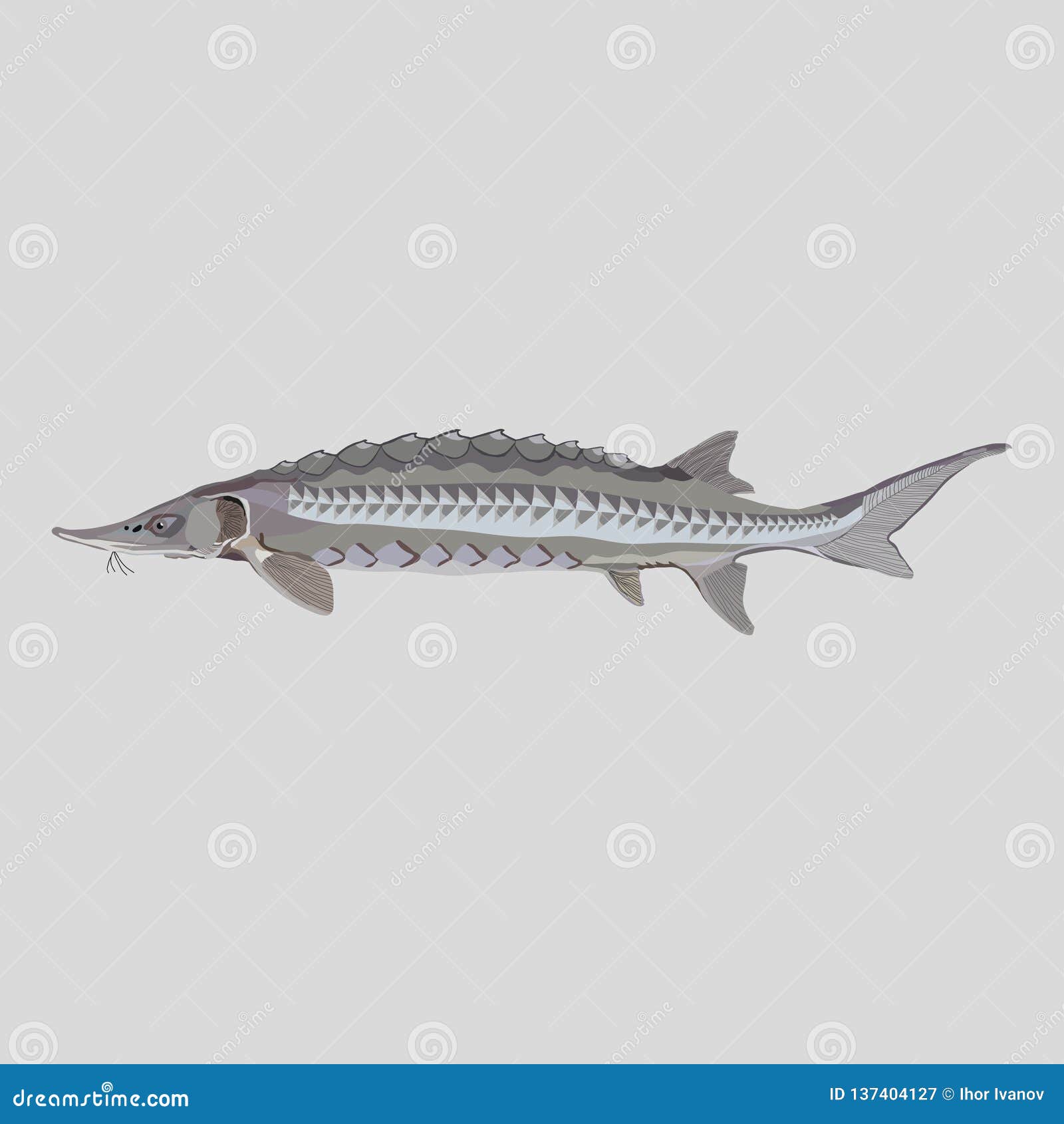 sturgeon fish logo for fishing clubs, restaurants, emblema