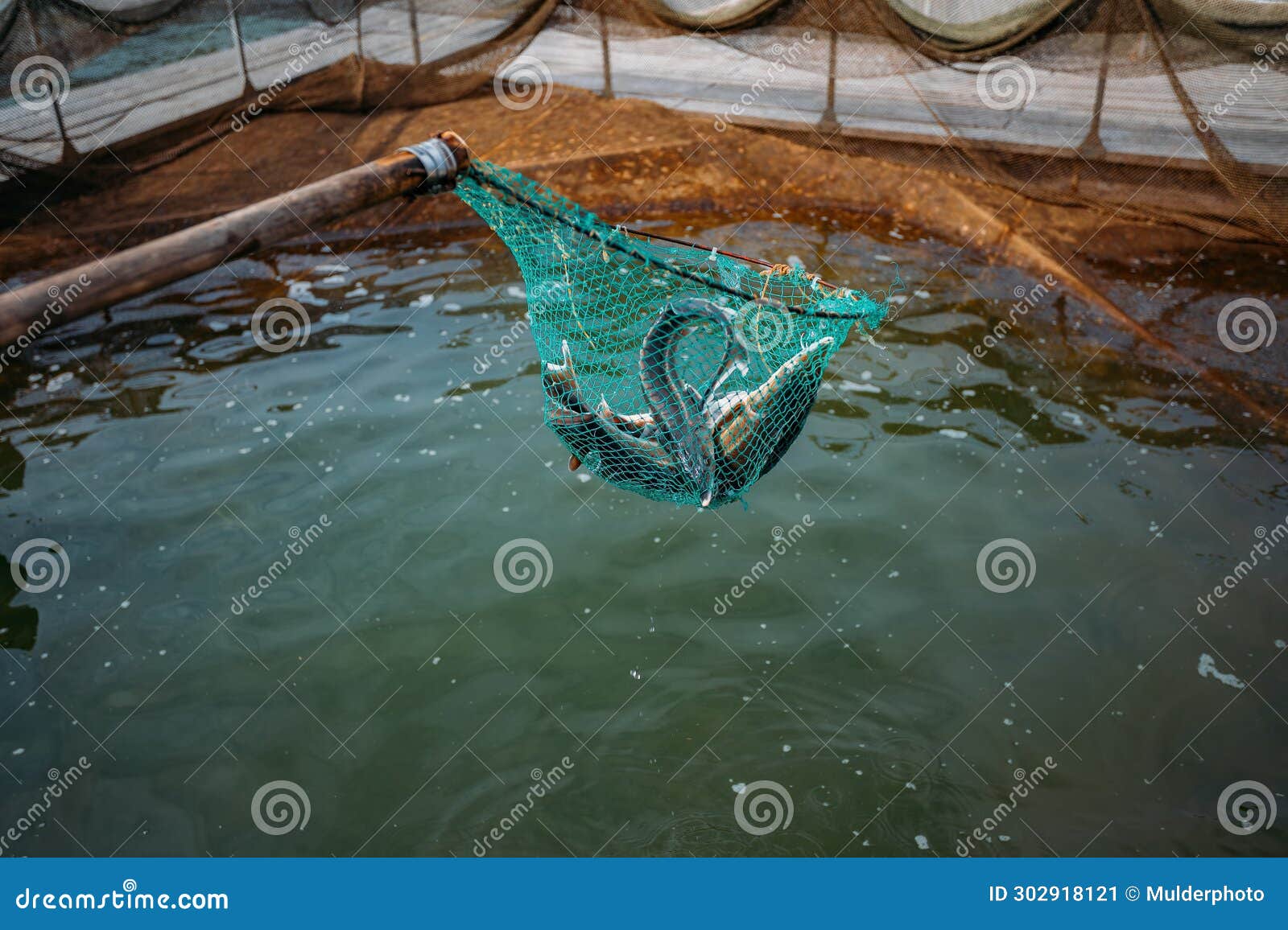 Sturgeon Fish in the Net in Sturgeon Farm Stock Image - Image of