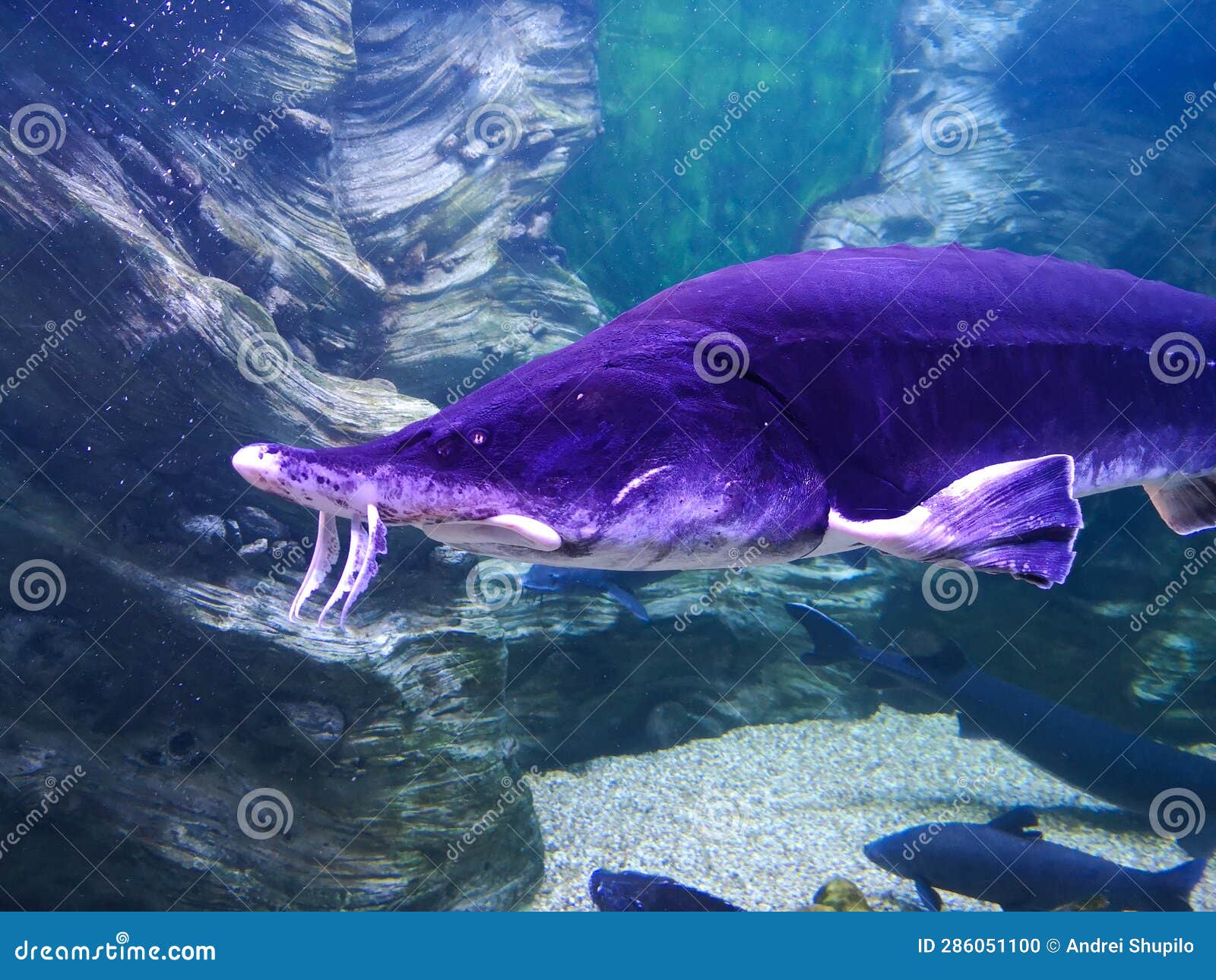 Sturgeon Fish Swims in the Water Stock Photo Image of coral
