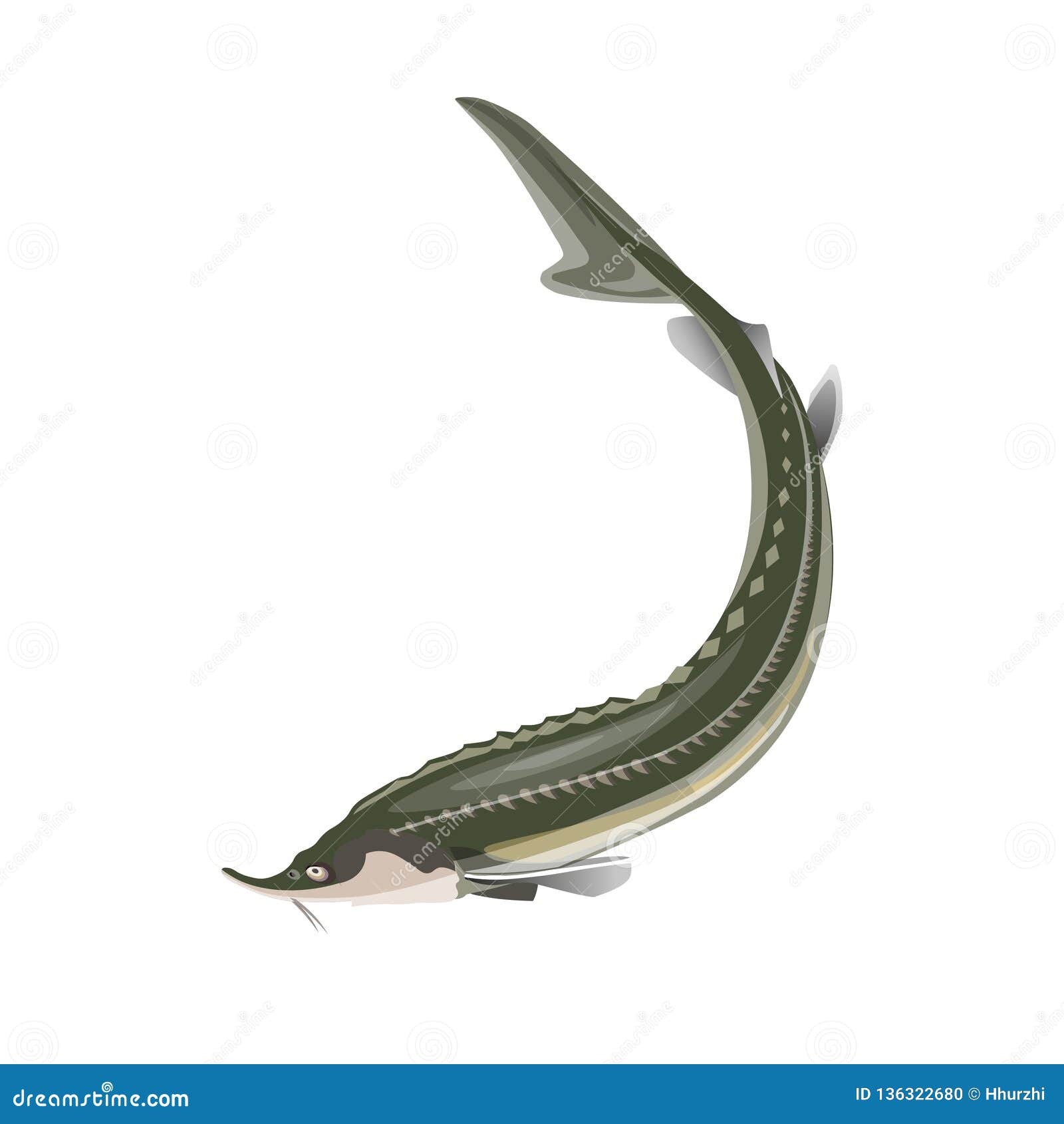 Sturgeon, Vector Cartoon Illustration | CartoonDealer.com #66253284