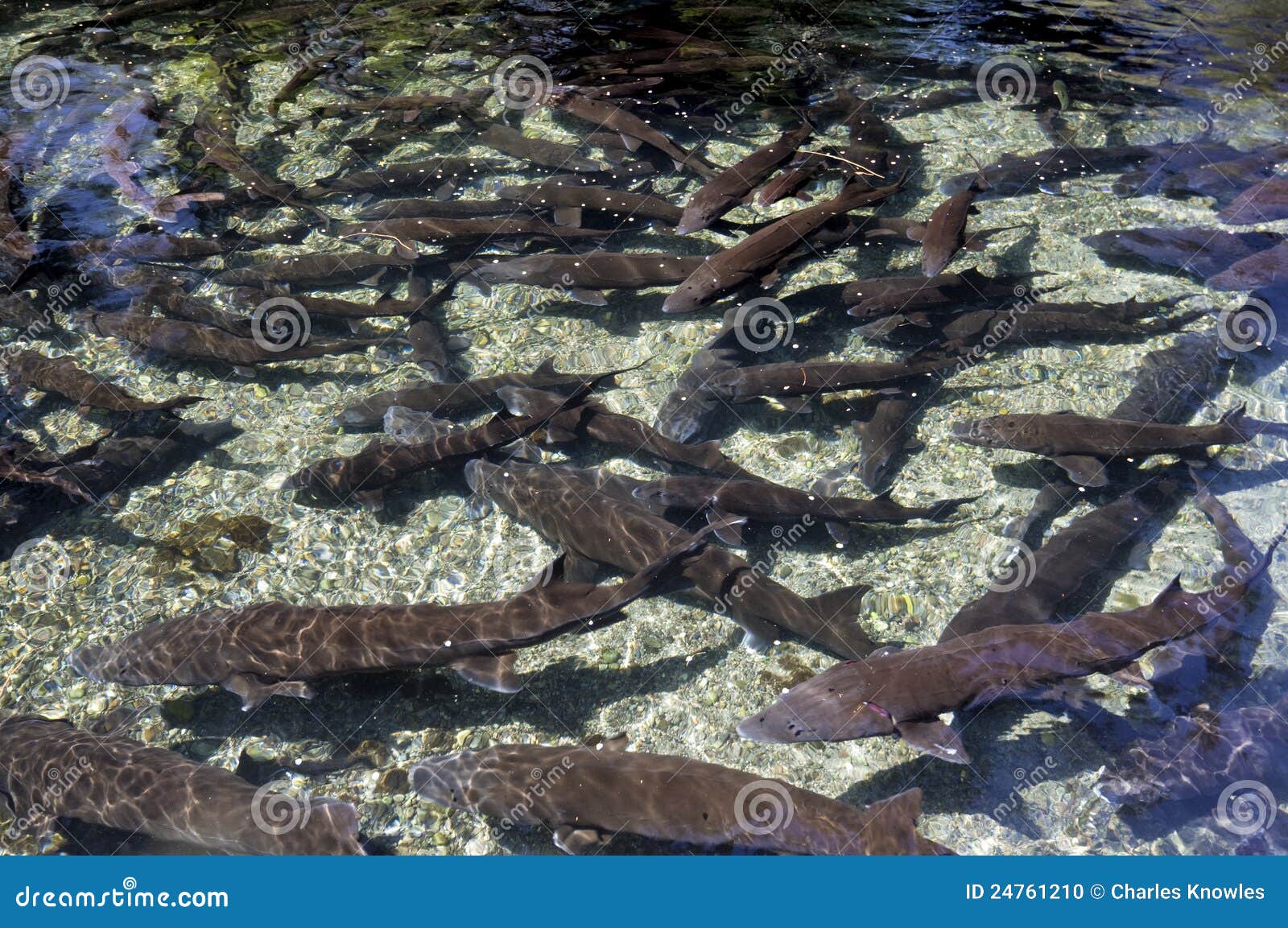 Sturgeon at an Idaho Fish Hatchery Stock Photo Image of hatchery
