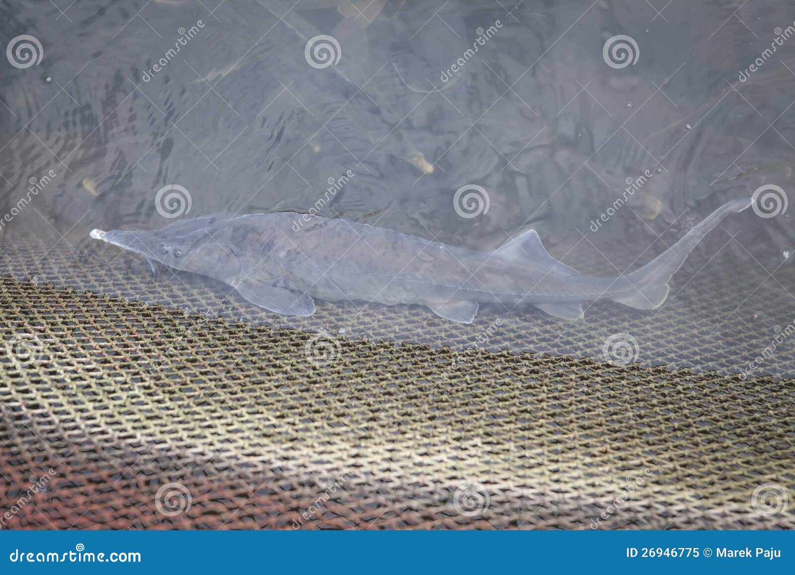 Sturgeon in the water stock image. Image of marine, dainty 26946775