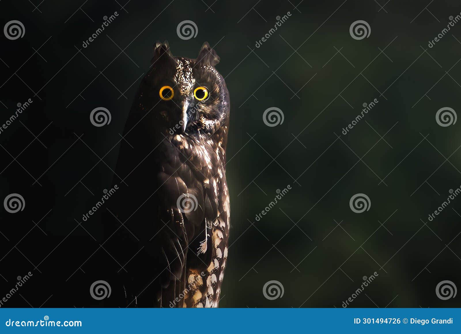 stygian owl - nocturnal bird
