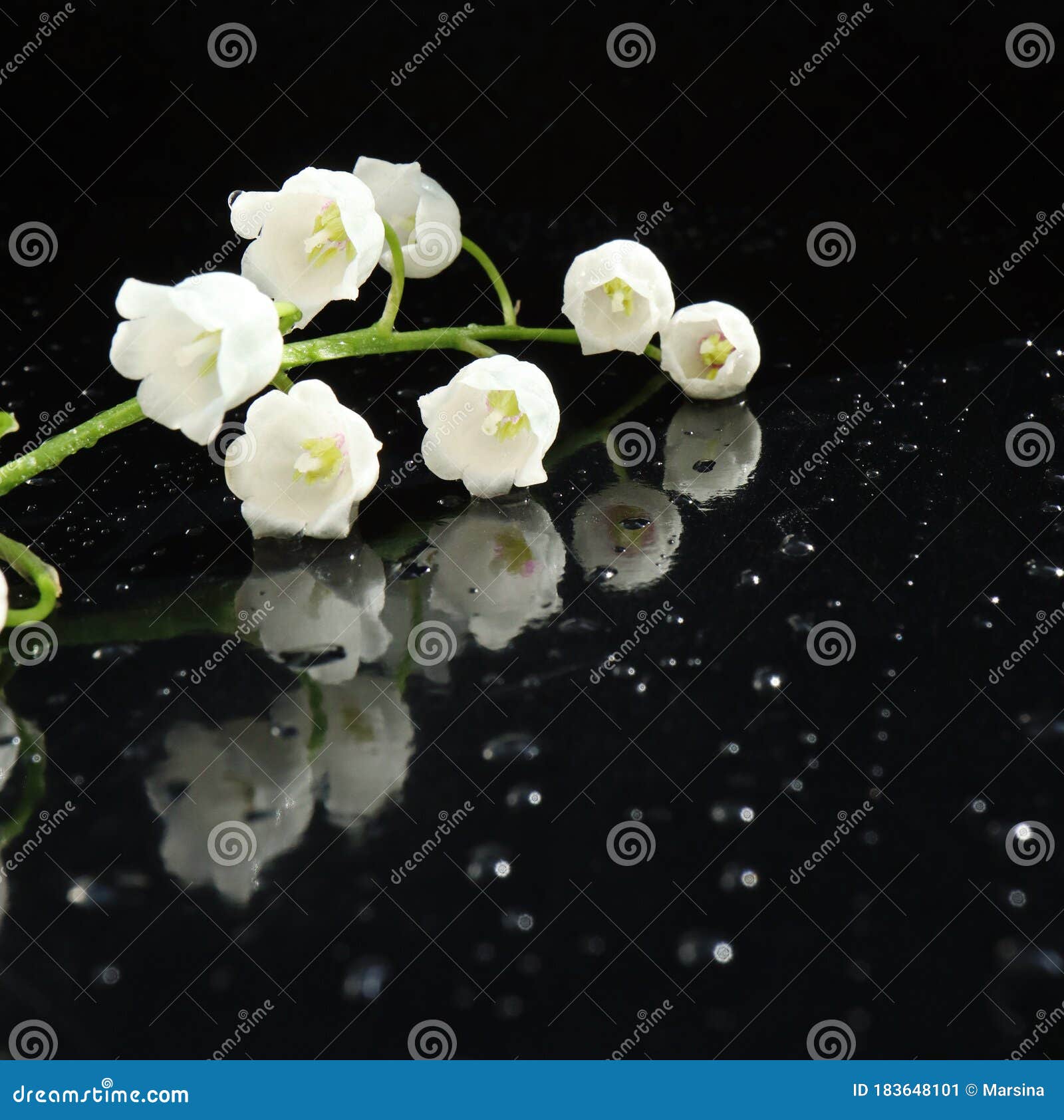 Stylish Black Background With Lily Of The Valley Water Drops And Empty Space Stock Image Image Of Stylish Convallaria 183648101