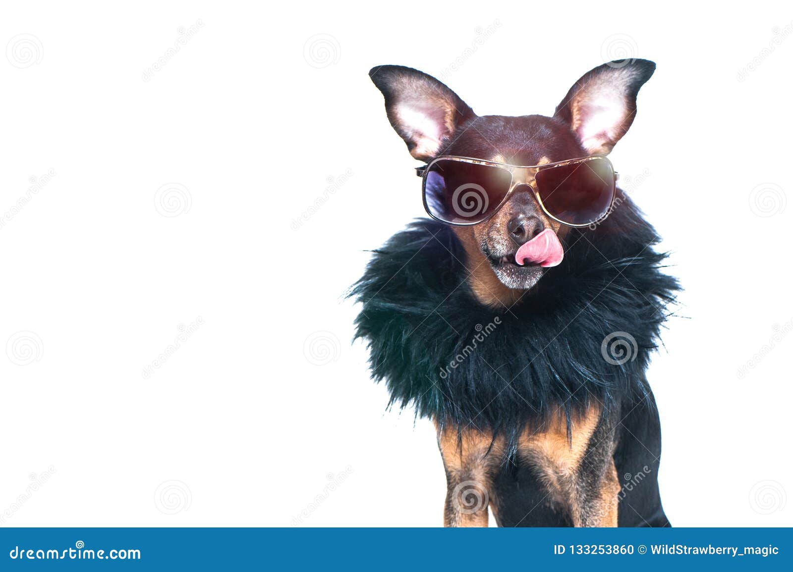 Stylish, Chic Dog Isolated , Diva in Fur Stock Photo - Image of care, hairdresser: 133253860