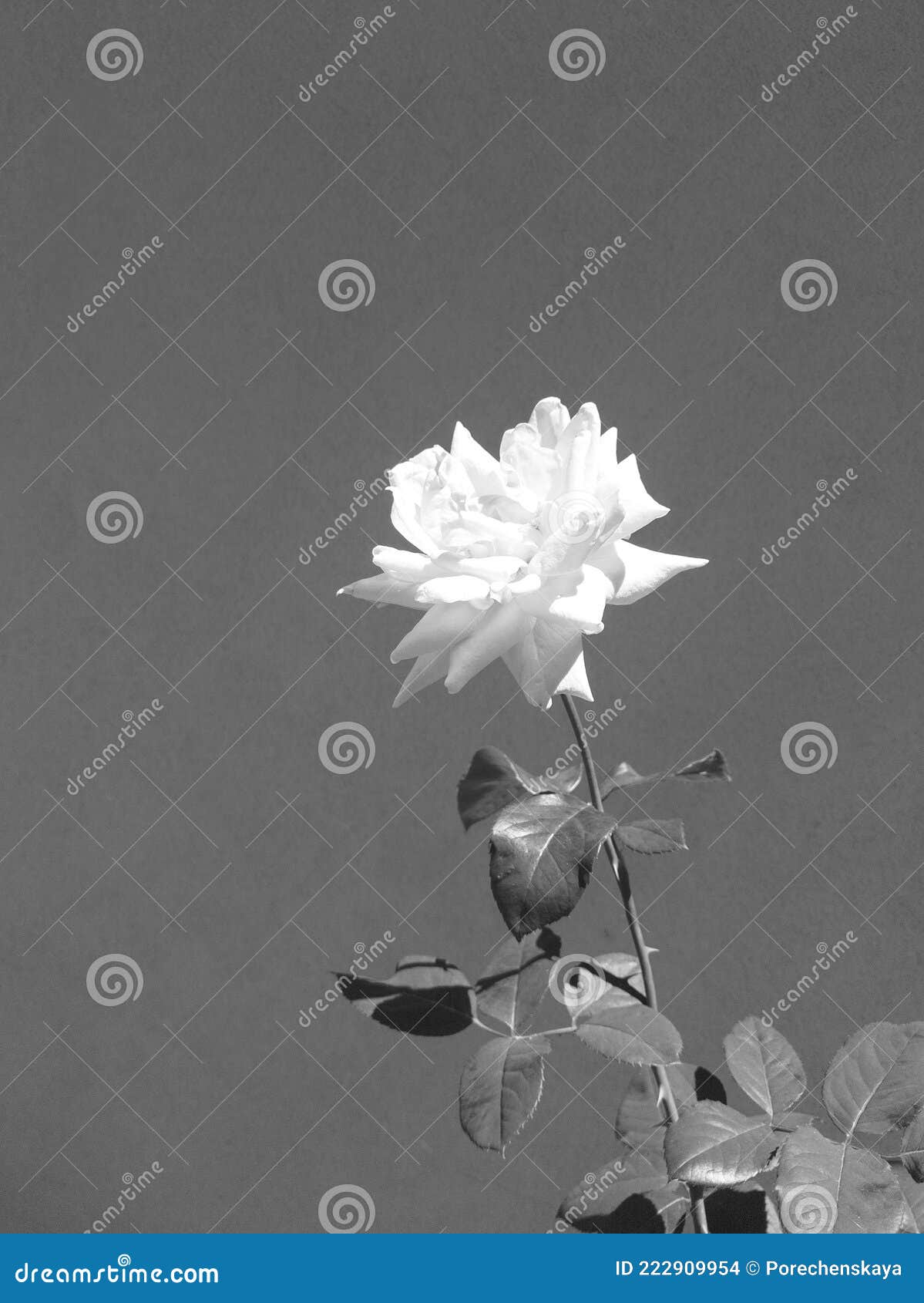 Stylish Flowers Wallpaper. Roses Minimalist Aesthetic Stock Photo - Image  of object, shadow: 222909954