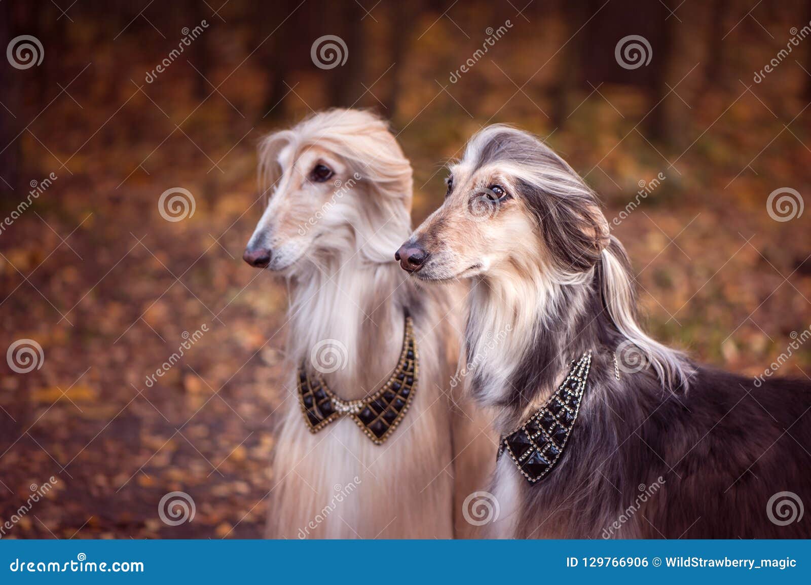 Stylish, Gorgeous Dogs, Afghan Hounds Stock Photo - Image of hound, lords: 129766906 Stylish, Gorgeous Dogs, Afghan Hounds Stock Photo - Image of hound, lords: 129766906