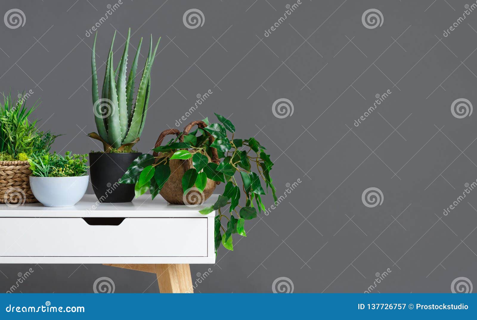 stylish interior with different houseplants on grey wall