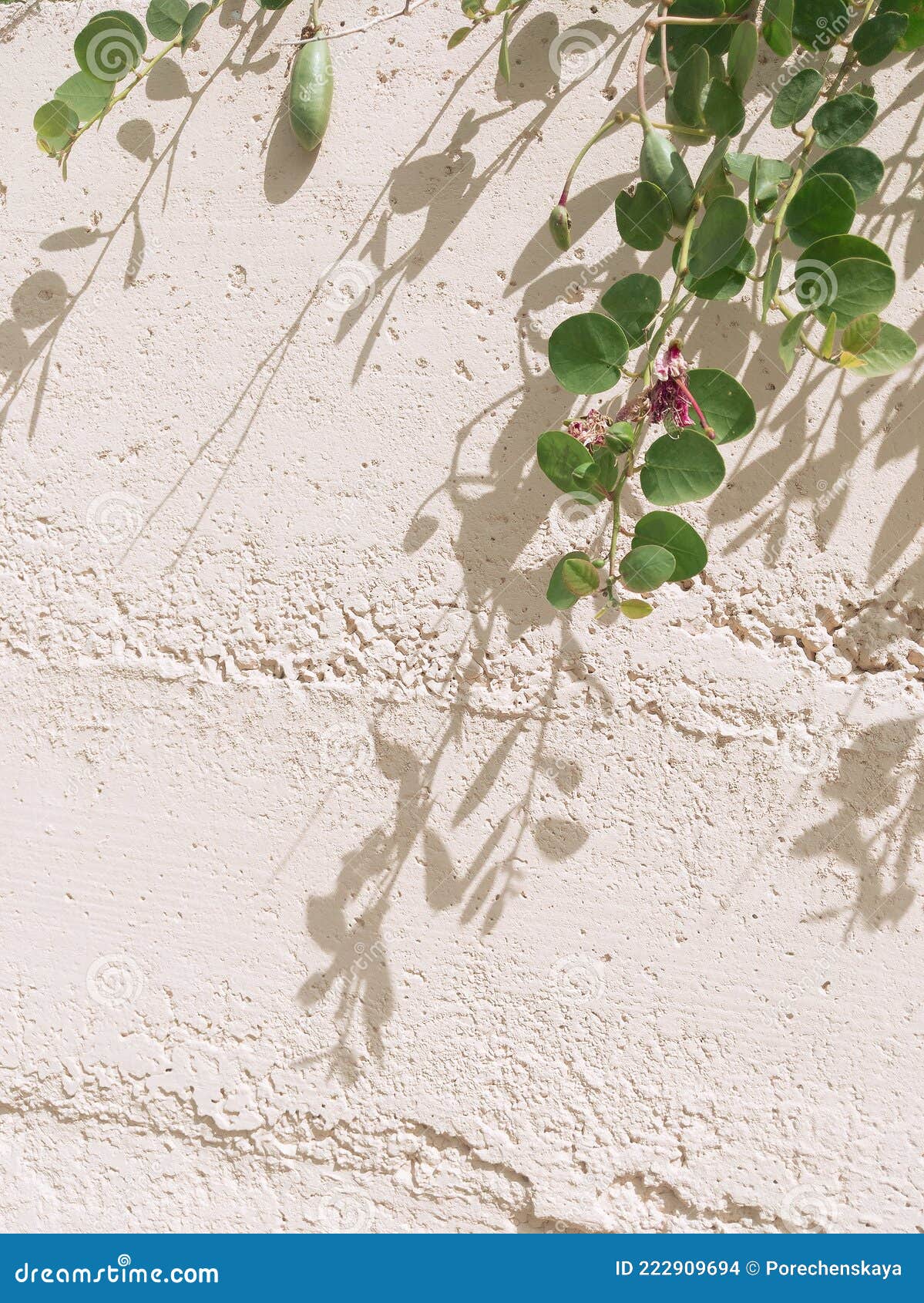 Stylish Natural Wallpaper. Plant Green and Sunlight Shadows. Minimalist Aesthetic Stock Photo - Image of nature, minimal: 222909694 Stylish Natural Wallpaper. Plant Green and Sunlight Shadows. Minimalist Aesthetic Stock Photo - Image of nature, minimal: 222909694