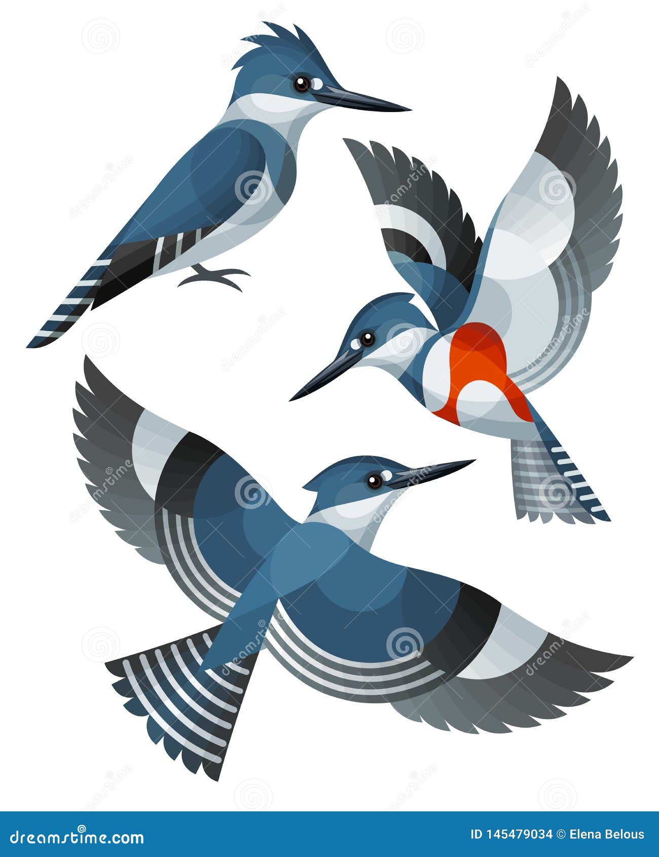Kingfisher Symbolism  Meaning Totem Spirit  Omens  World Birds
