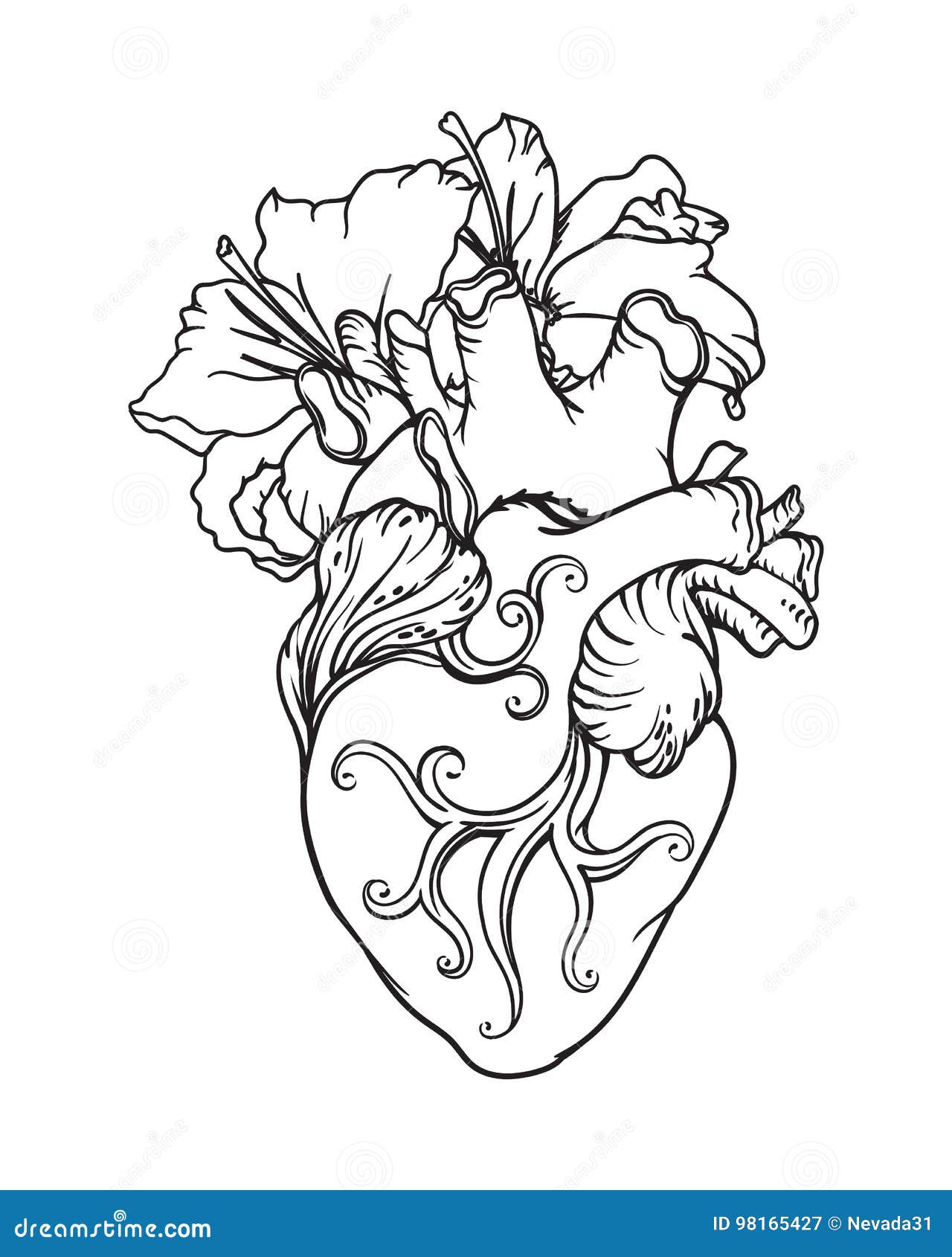 Stylizowany Anatomiczny Ludzki Kierowy Rysunek Serce Z