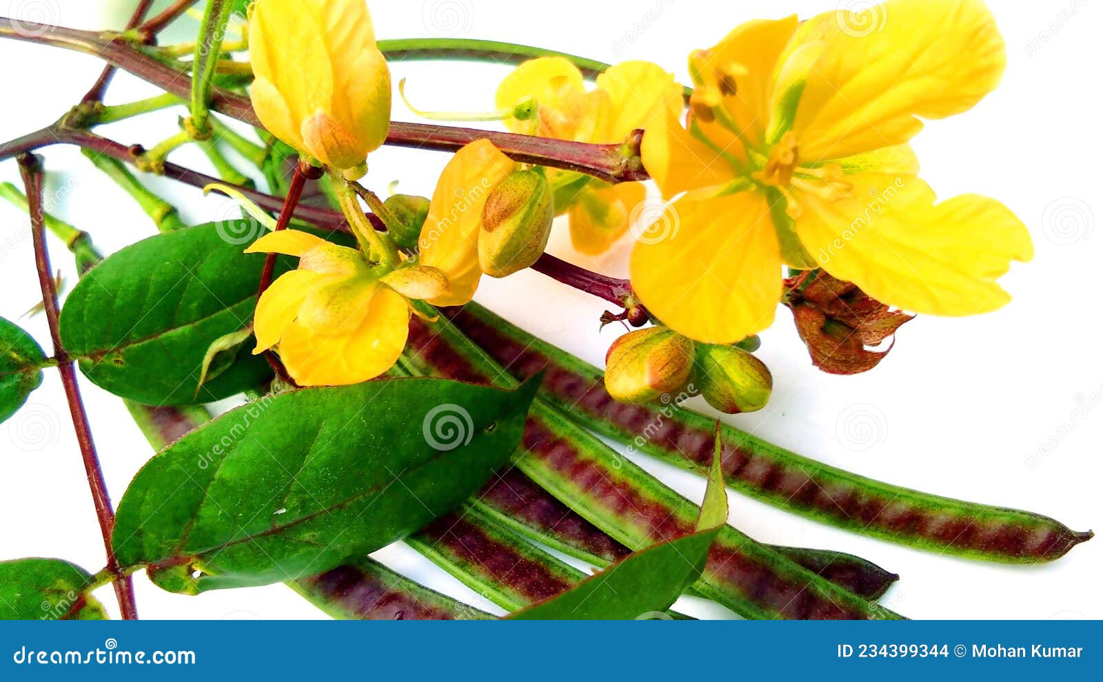 styptic weed coffeeweed flowers fruits