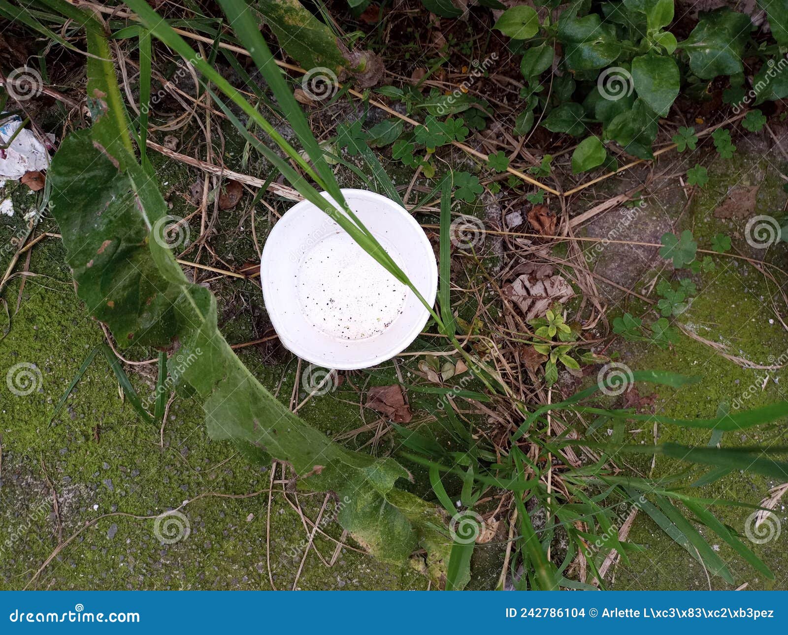 Styrofoam Thrown on the Floor Next To Plants As Pollution of the