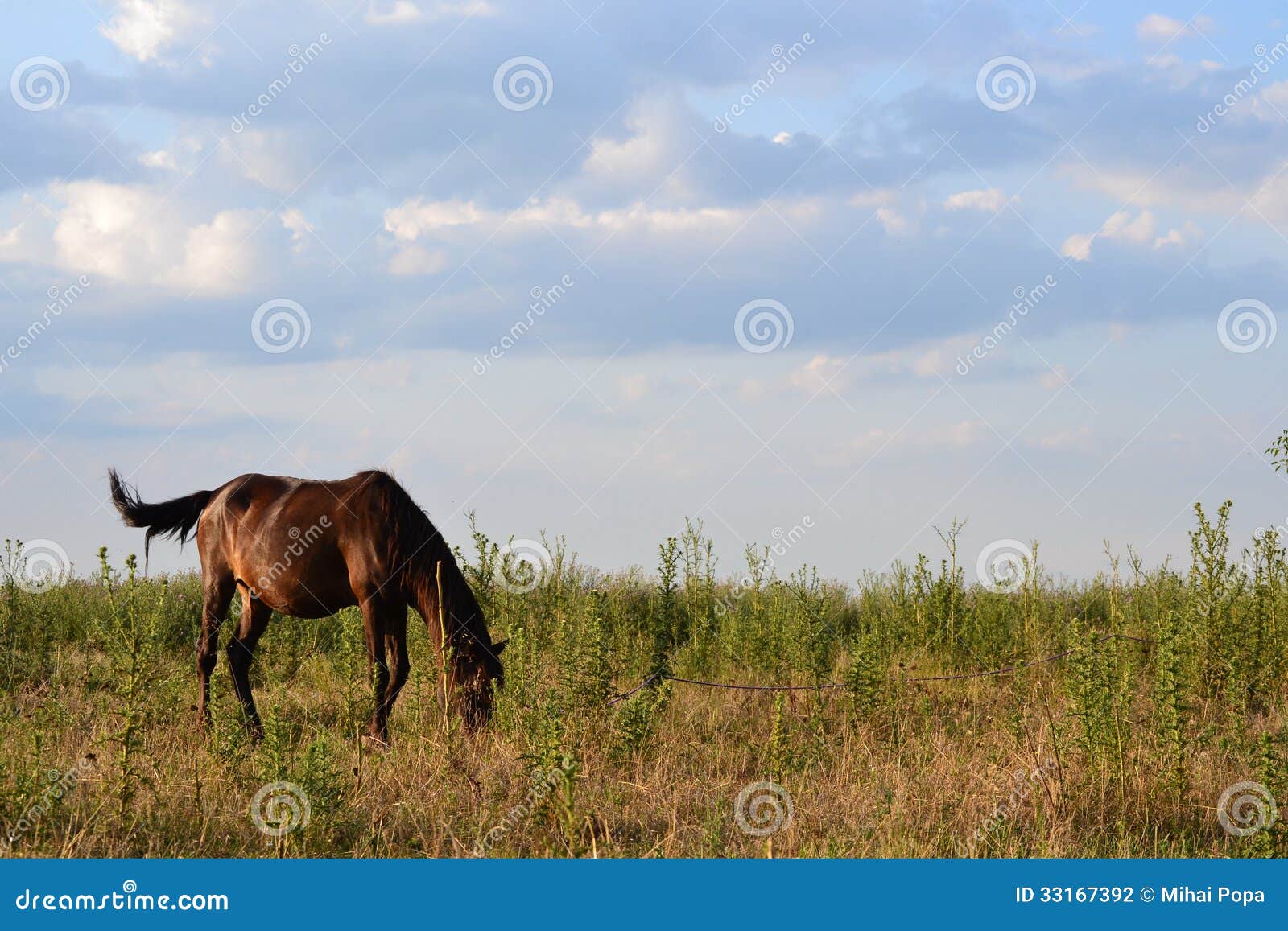 Stående häst på ett fält