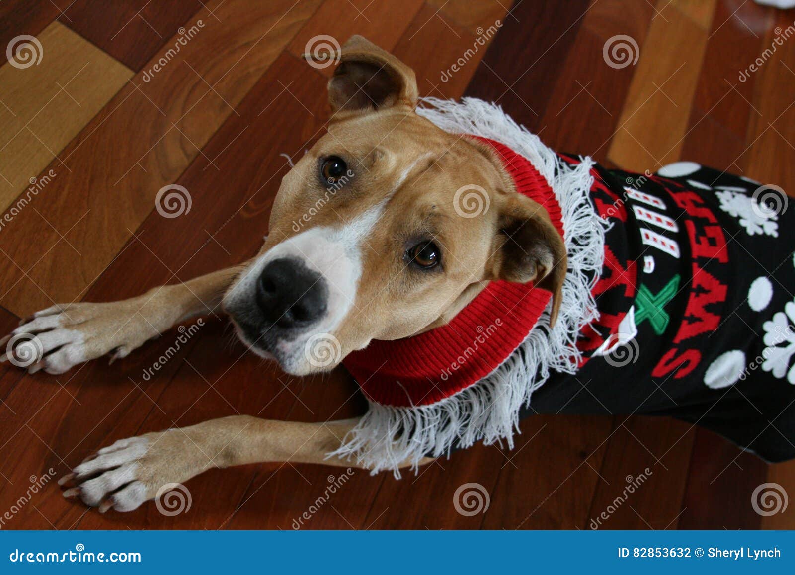 Suéter De Pit Bull Ugly Christmas Foto de archivo de patas, madera: 82853632