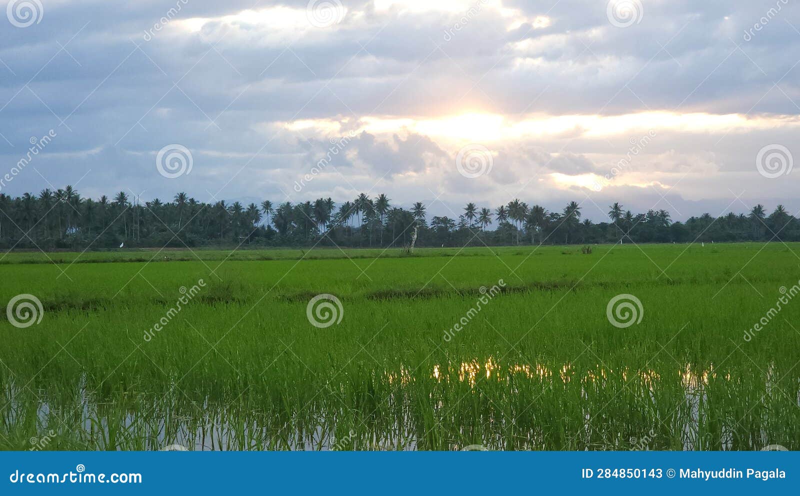 suasana alam pedesaan yang indah, sunrise area persawahan di pagi hari di desa masolo pinrang