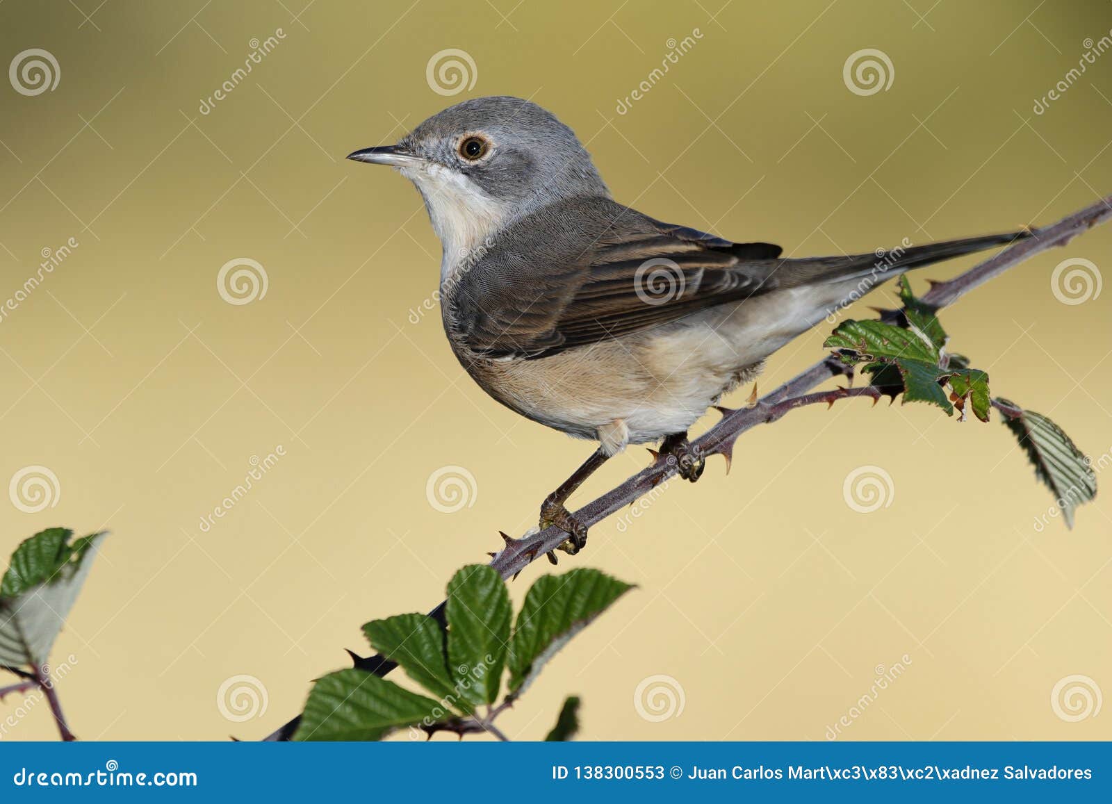Subalpine Female Warbler. Sylvia Cantillans Perched on a Branch on a ...