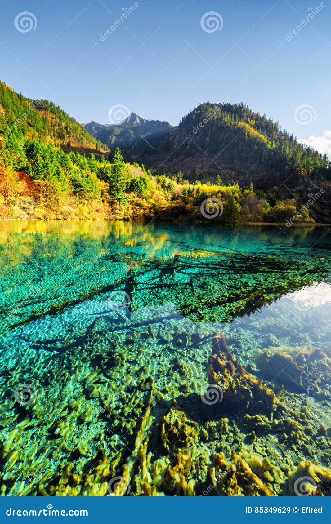 Submerged Tree Trunks In Crystal Water Of The Five Flower Lake Stock