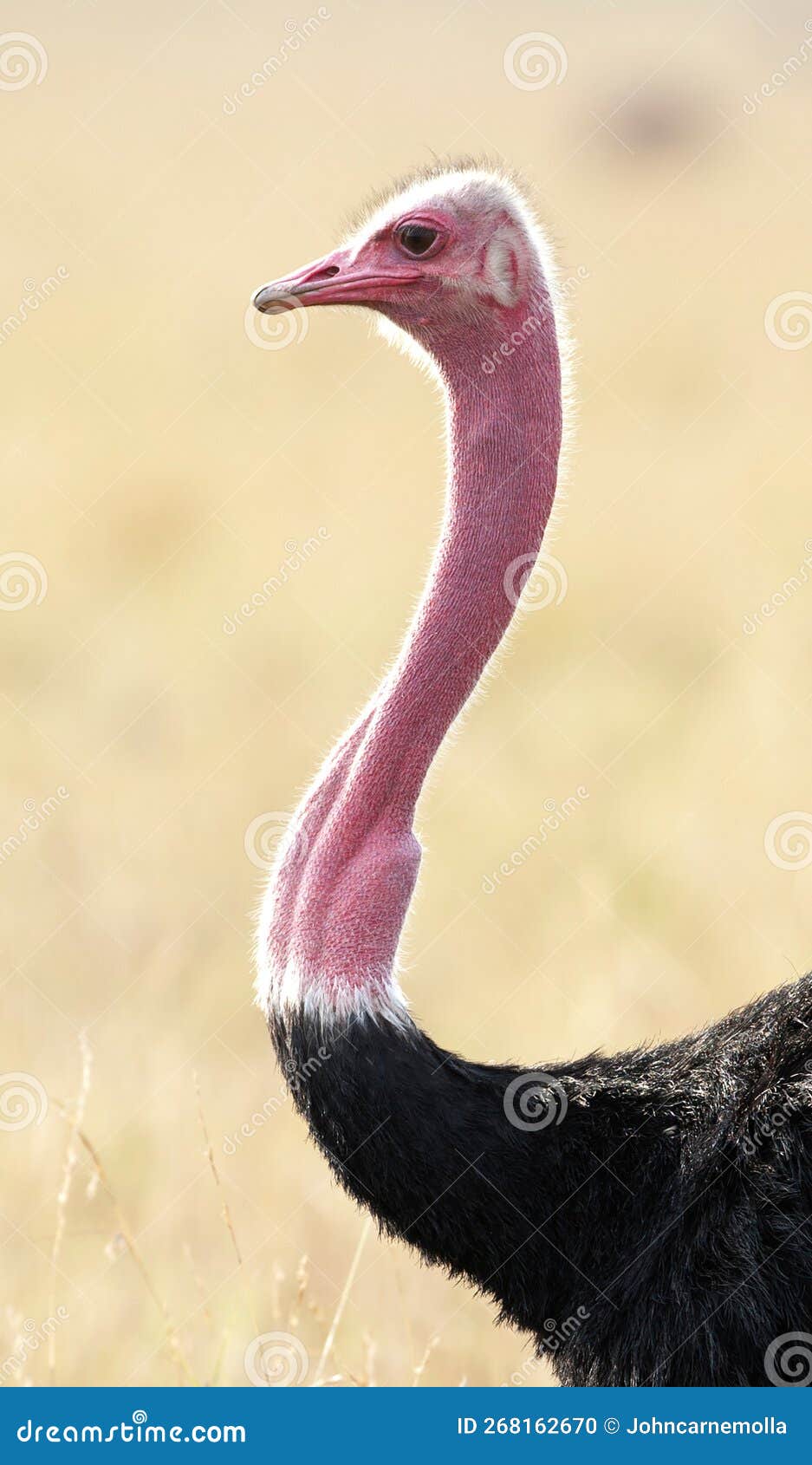 a subspecies of ostrich.