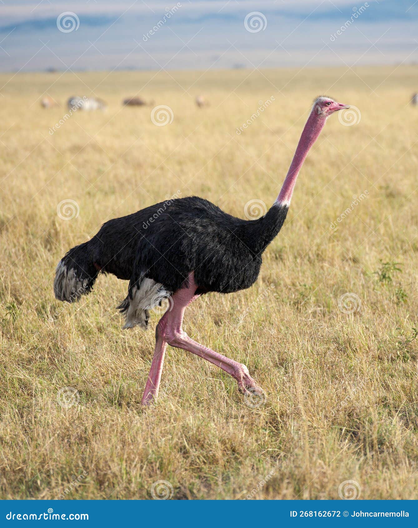 a subspecies of ostrich
