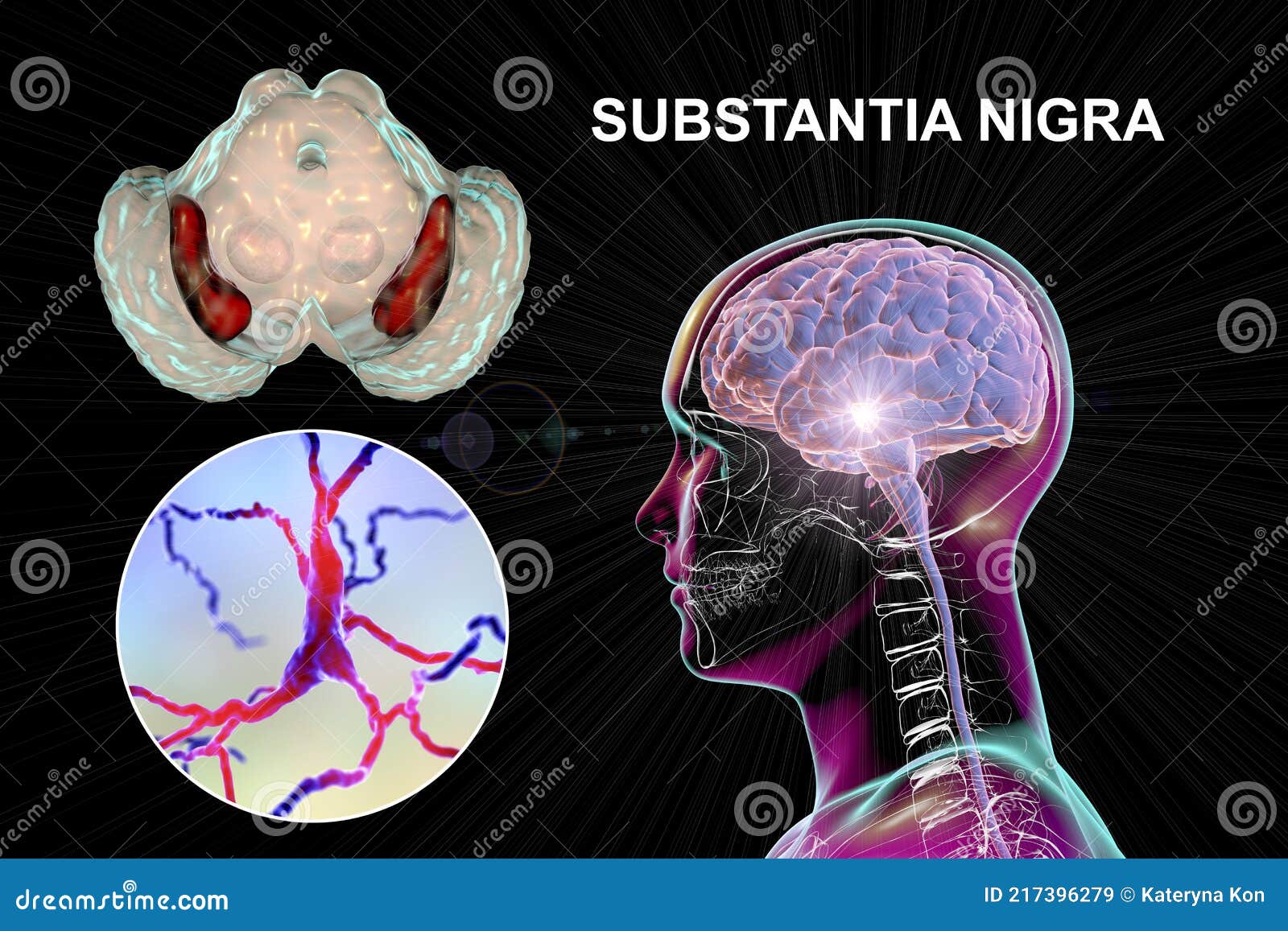 substantia nigra of the midbrain and its dopaminergic neurons, 3d 
