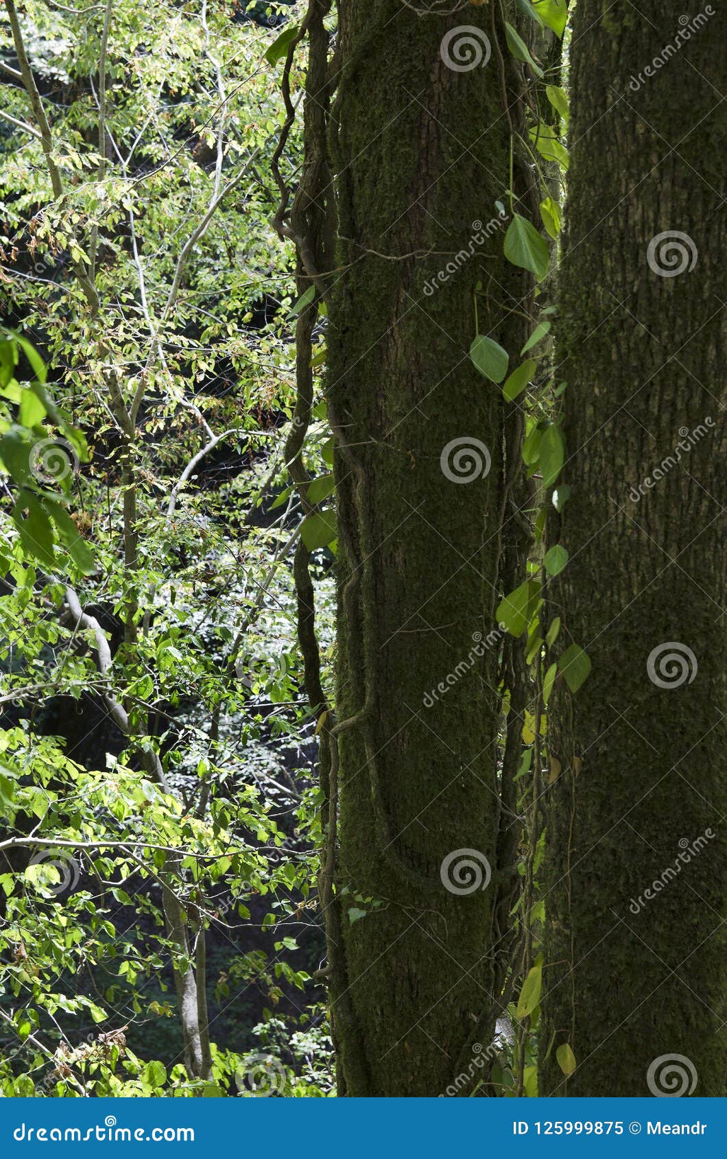 Subtropical forest stock image. Image of ferns, bark 125999875