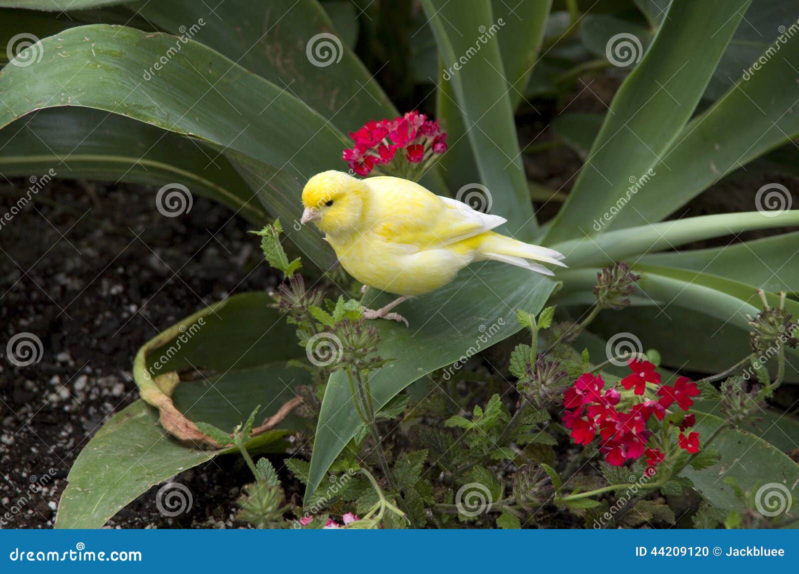 subtropical garden bird