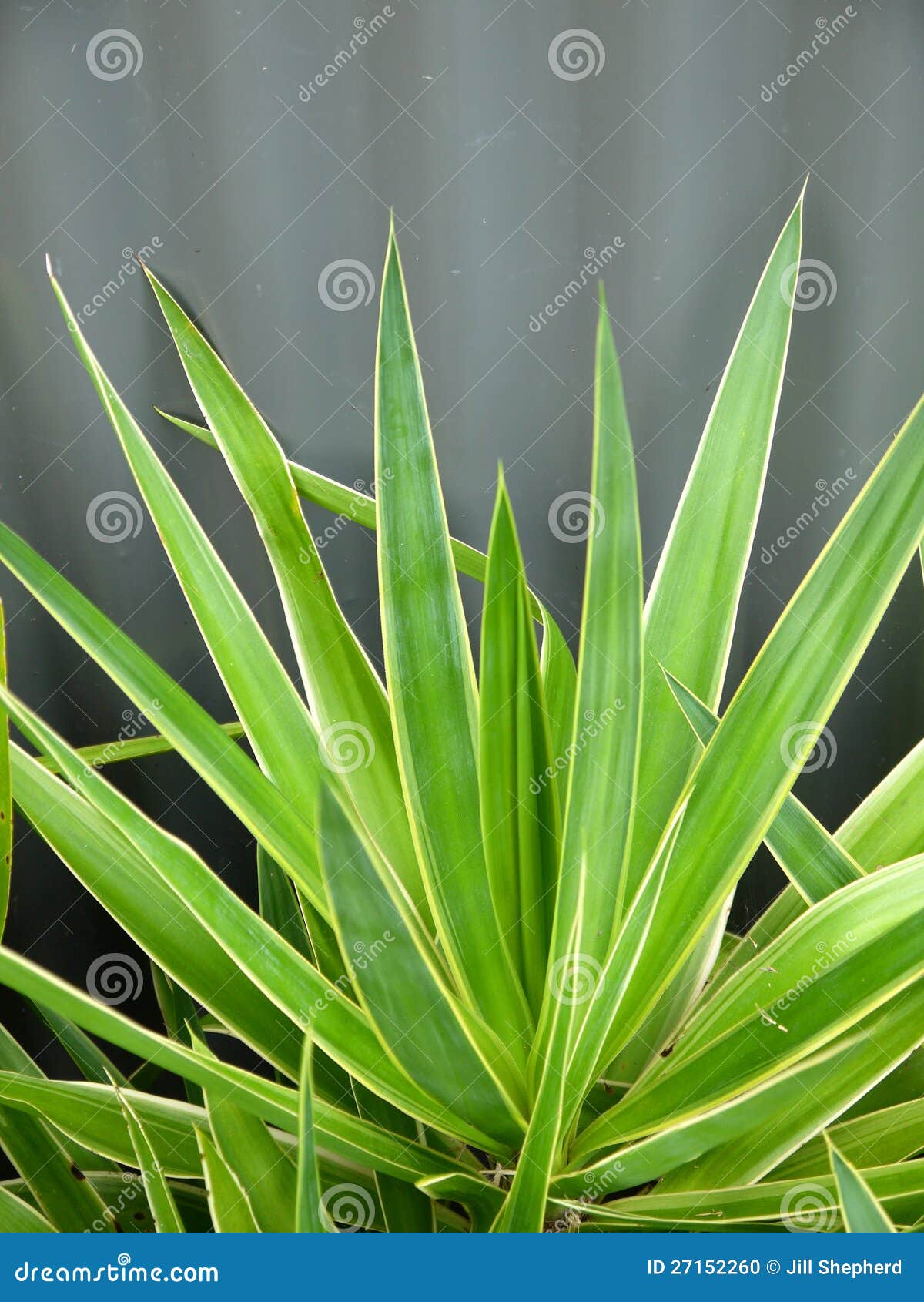 subtropical garden: yucca leaves