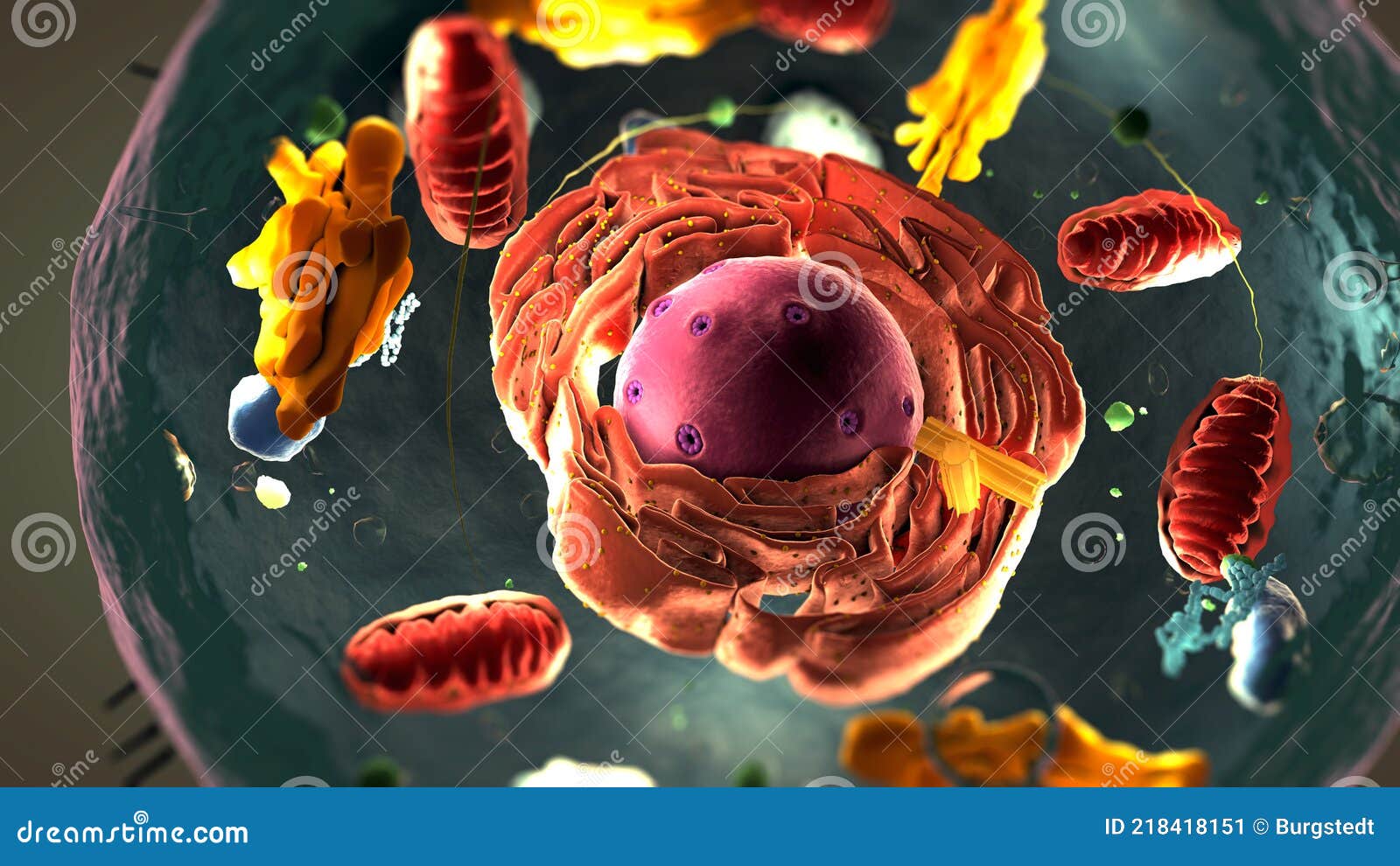 subunits inside eukaryotic cell, nucleus and organelles and plasma membrane