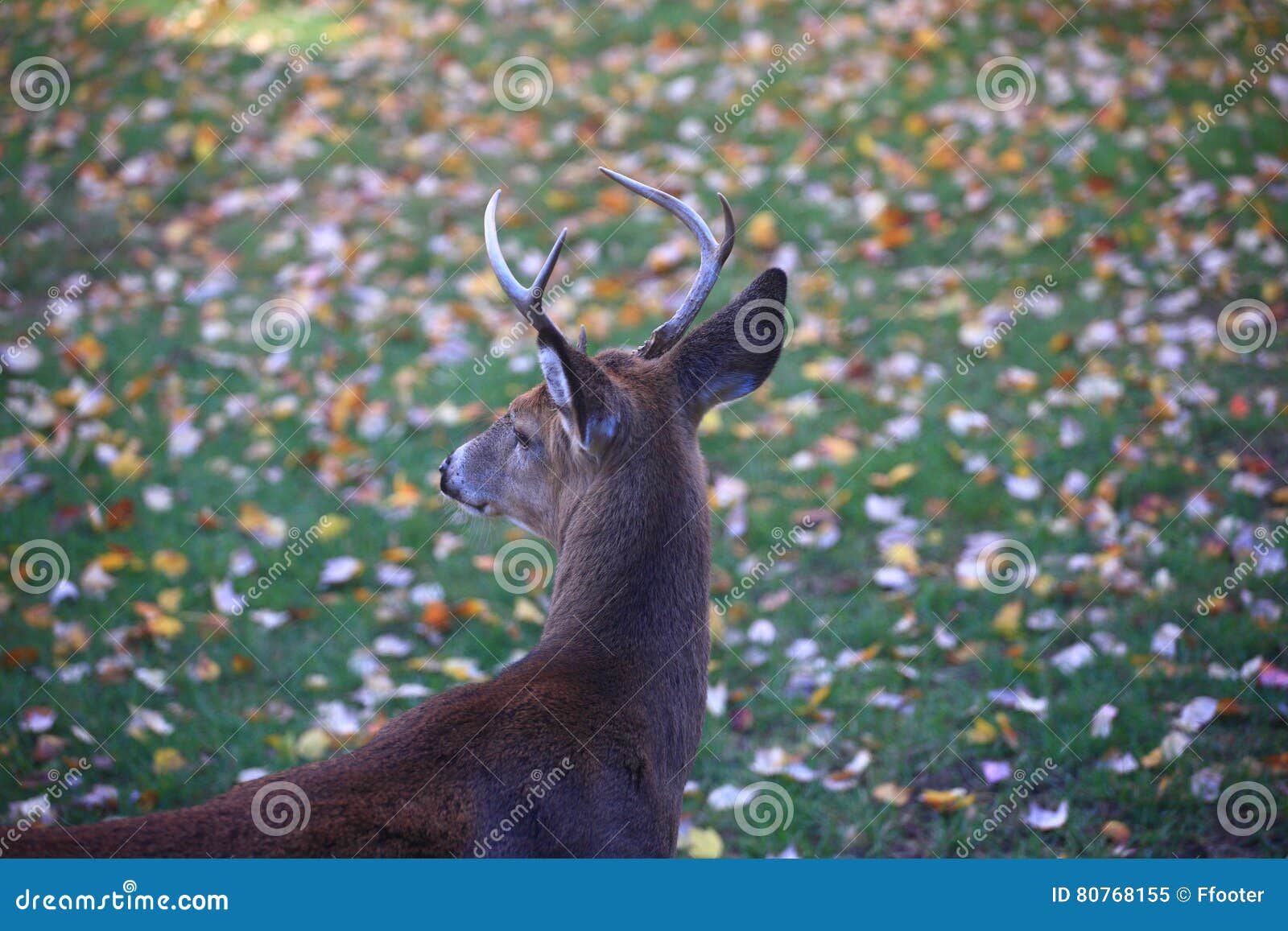 Suburban Backyard Deer stock image. Image of lost, suburban 80768155