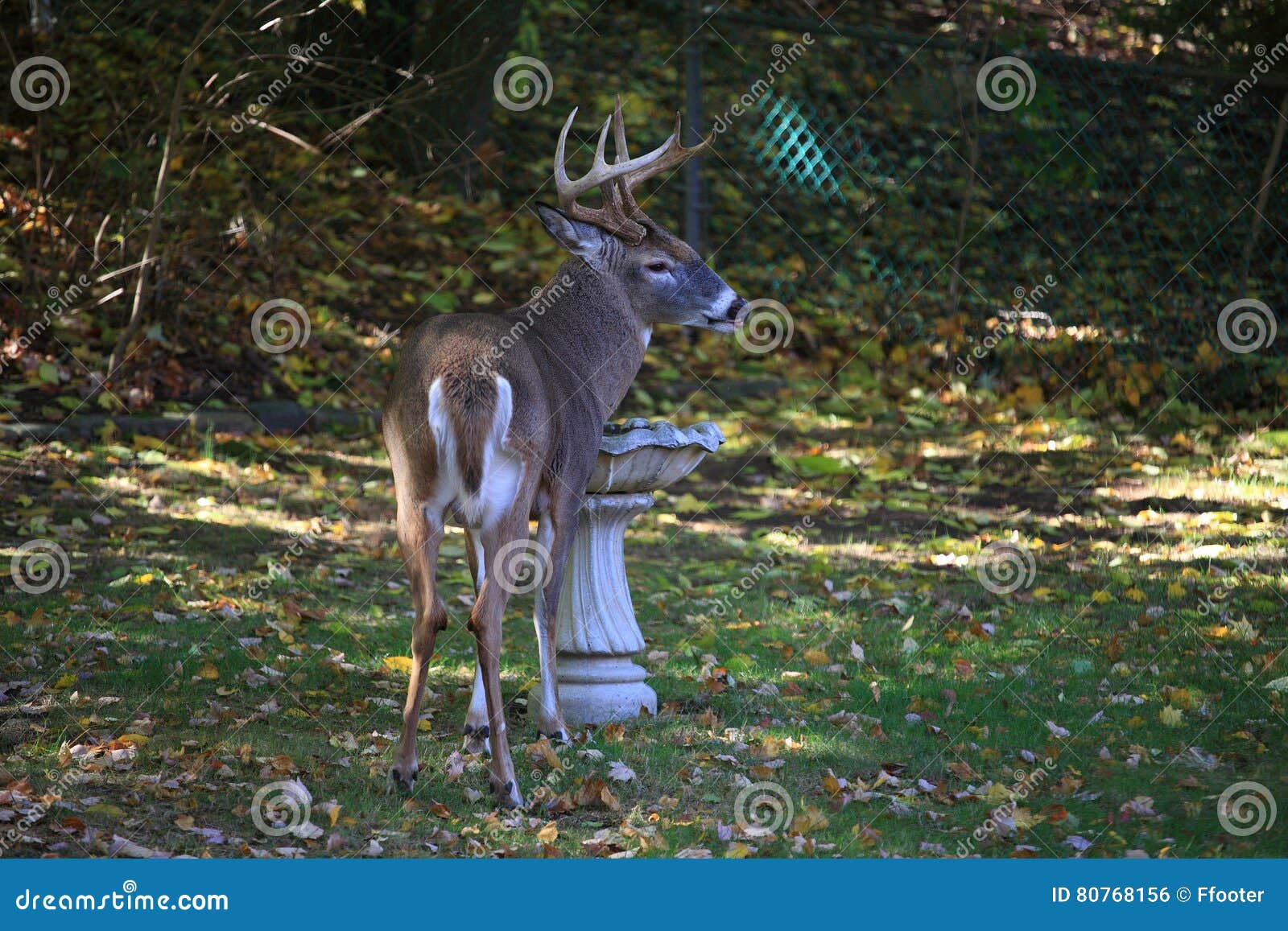 Suburban Backyard Deer stock photo. Image of animal, deer 80768156