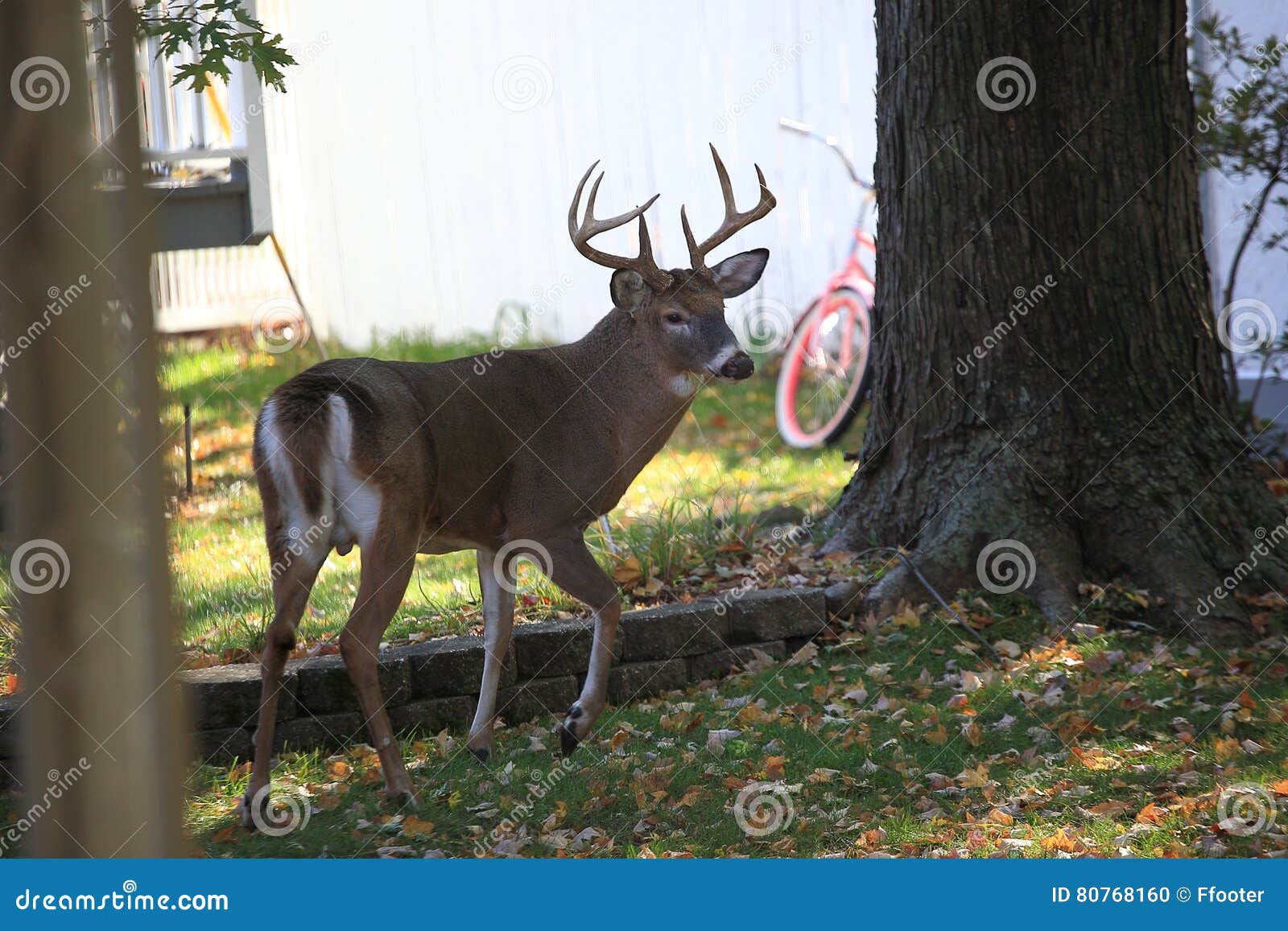 Suburban Backyard Deer stock photo. Image of background 80768160