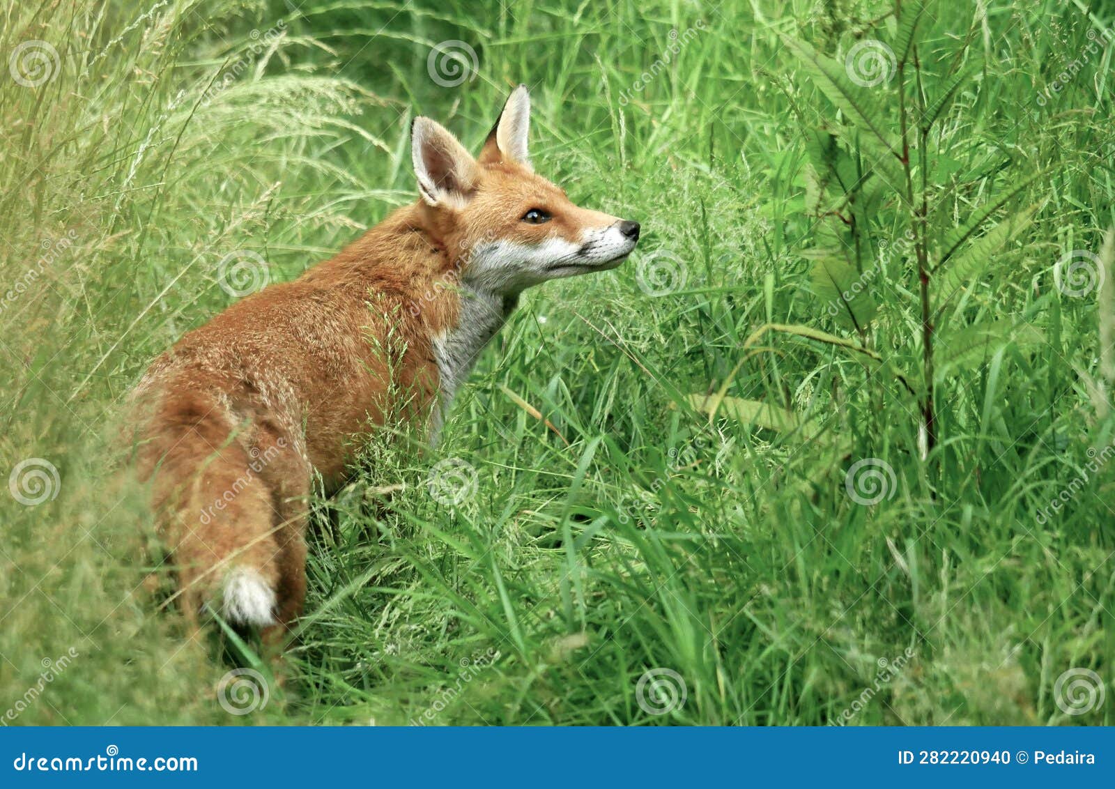 A Suburban Fox (Vulpes Canidae) Stalks Her Next Meal Stock Photo