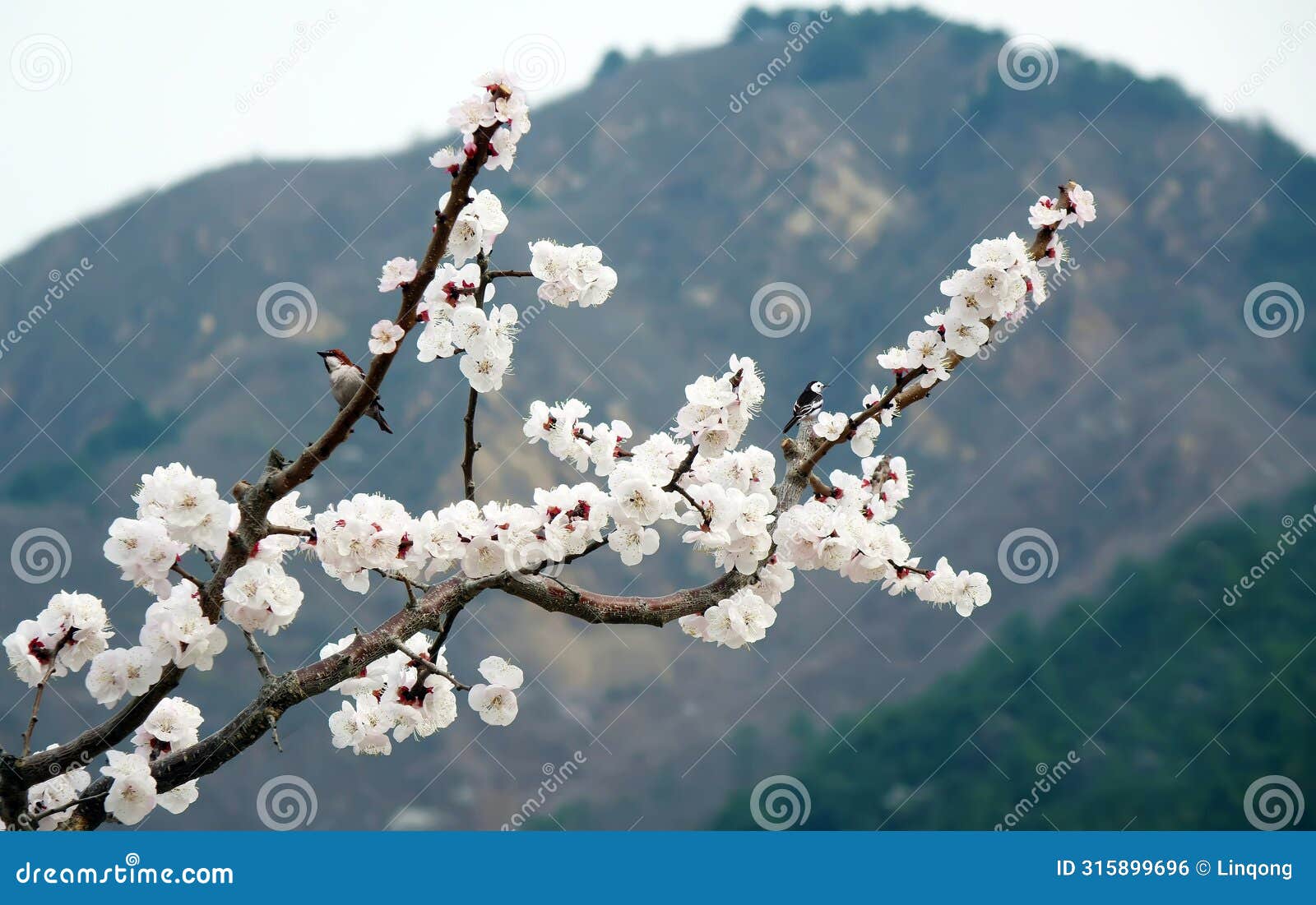 apricot blossoms bloom in the mountains.