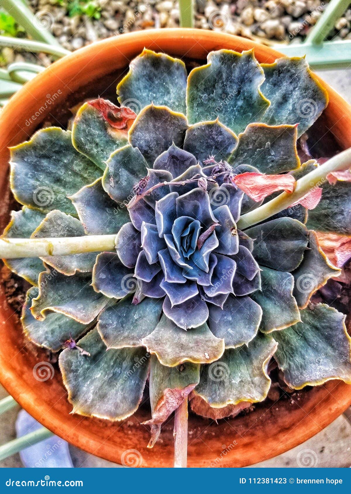 Succulance