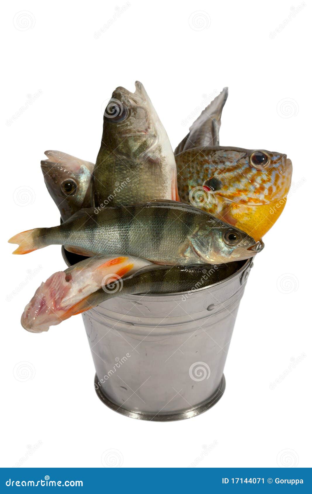 Fresh Fish Fillets in Water. Raw Cod Fish Steaks in Bucket. Food