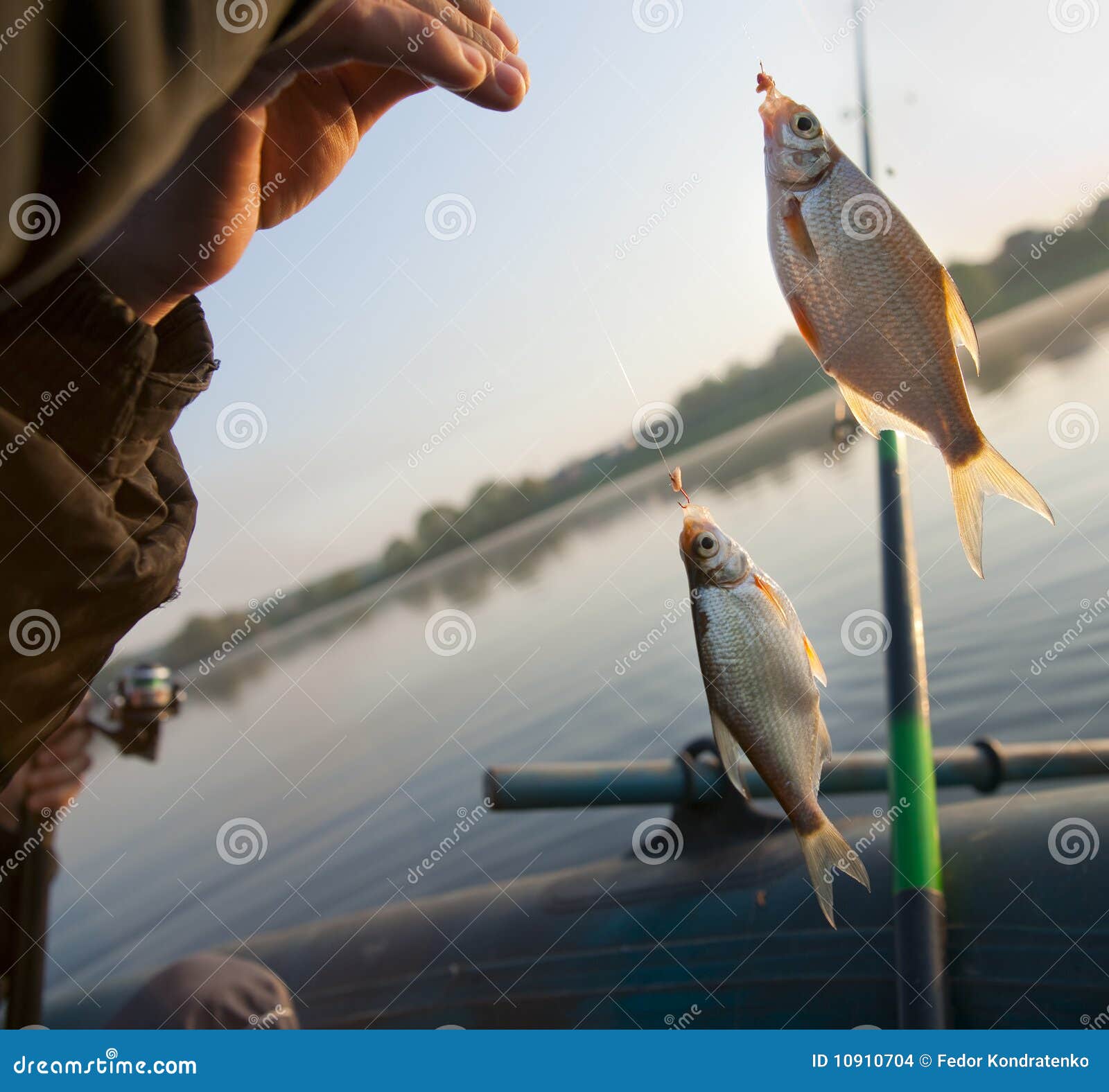 Successful Morning - Fish Bites Good Stock Photo - Image of light, bright:  10910704