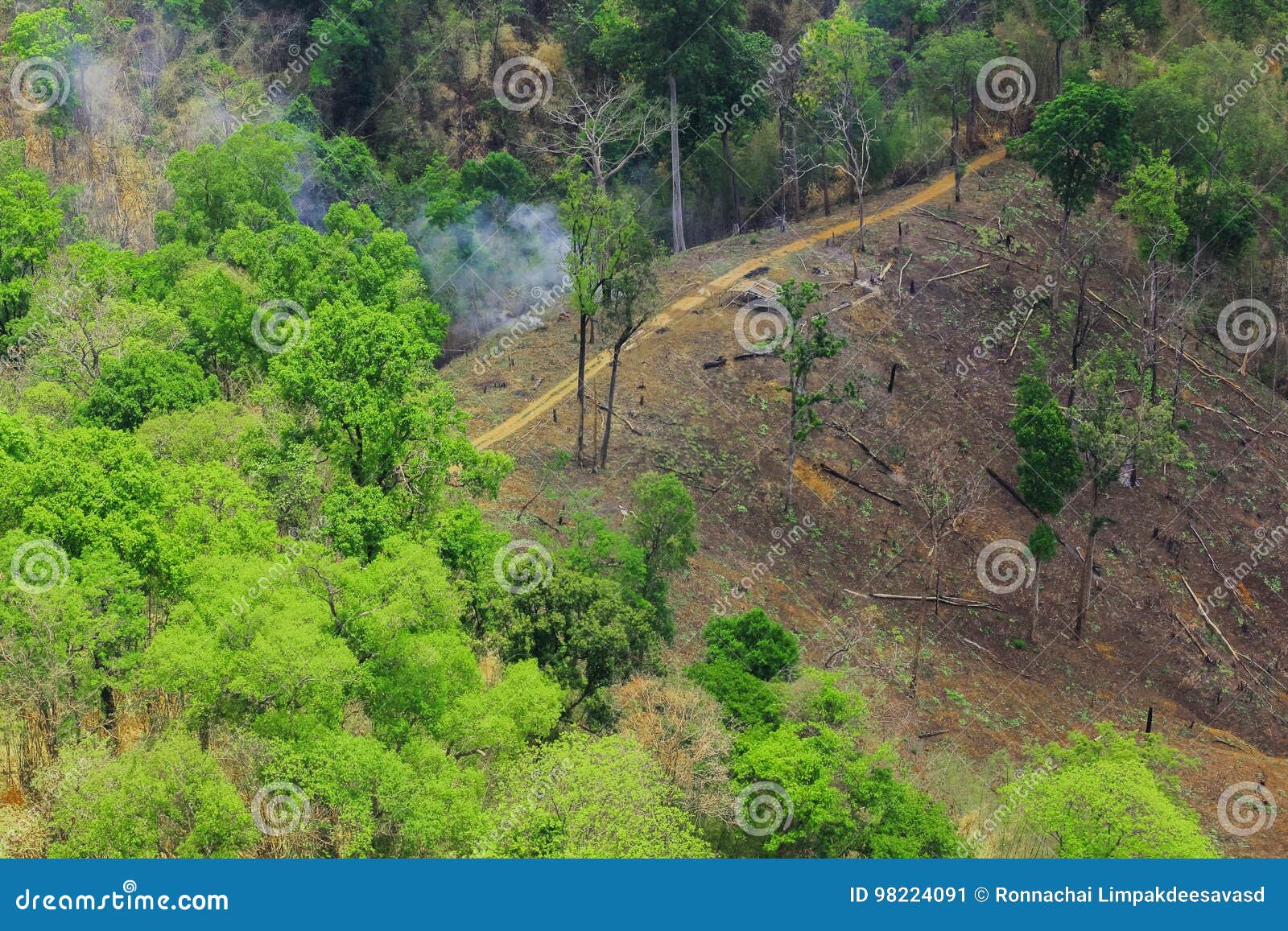 Succession or Encroachment of Tree into a Clearing Stock Image Image of encroachment