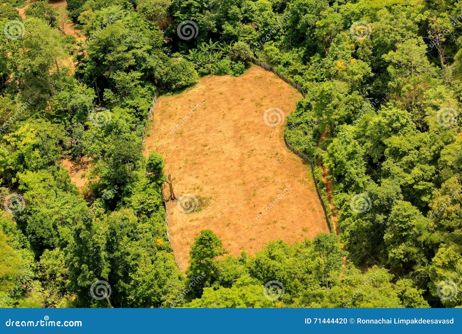 Succession Encroachment of Trees into a Clearing Stock Photo Image of environment, land 71444420