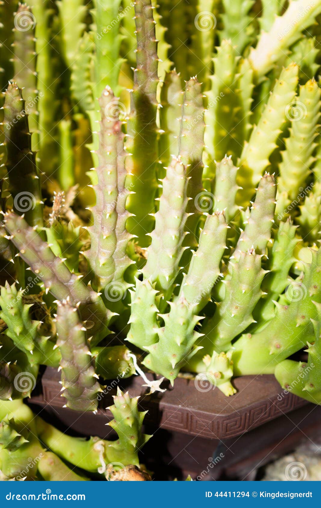 Dit beeld werd genomen binnen xiamen botanische tuin, China Succulents één van de installaties groeit in de woestijnen Zij kunnen heel wat water in hun bladeren en stammen opslaan Wat van hen als rotsen of kiezelstenen en wat kunnen thire kleur volgens de omgeving veranderen waarop zij groeien, kunnen elk van deze eigenschappen hen helpen om van dieren te ontsnappen