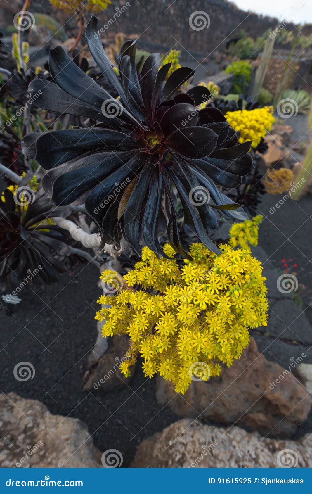 succulent aeonium arboreum atropurpureum