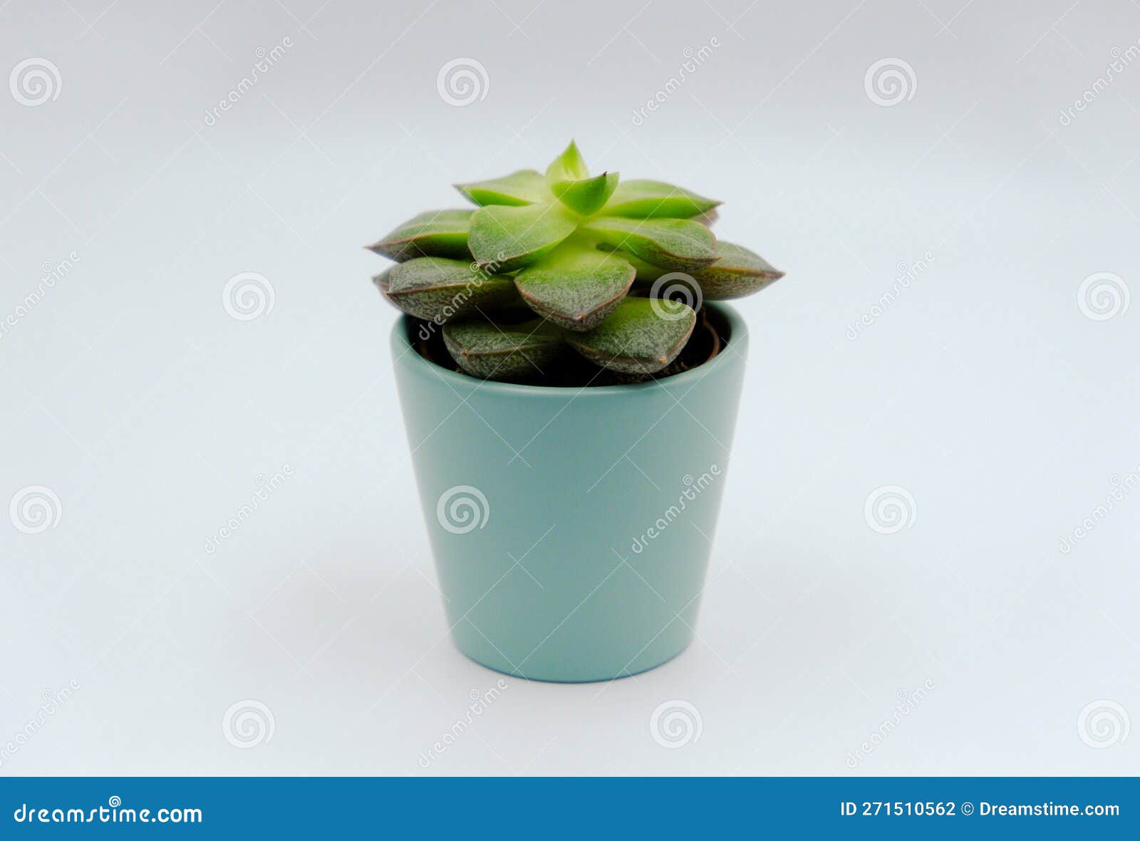 Succulent in a Blue Pot on White Background Stock Photo Image of modern, garden 271510562