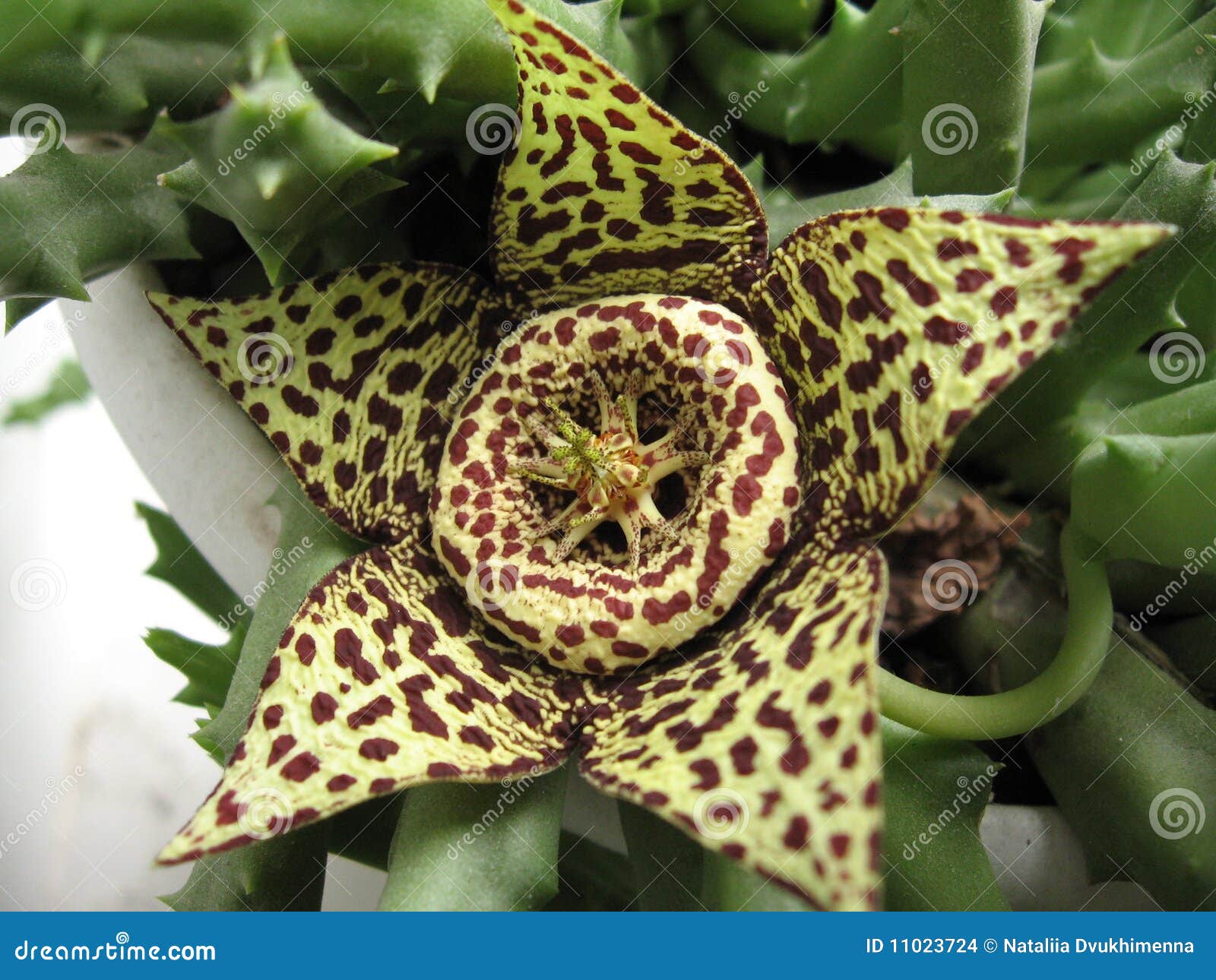 Succulent cactus flower stock photo. Image of unusual 11023724