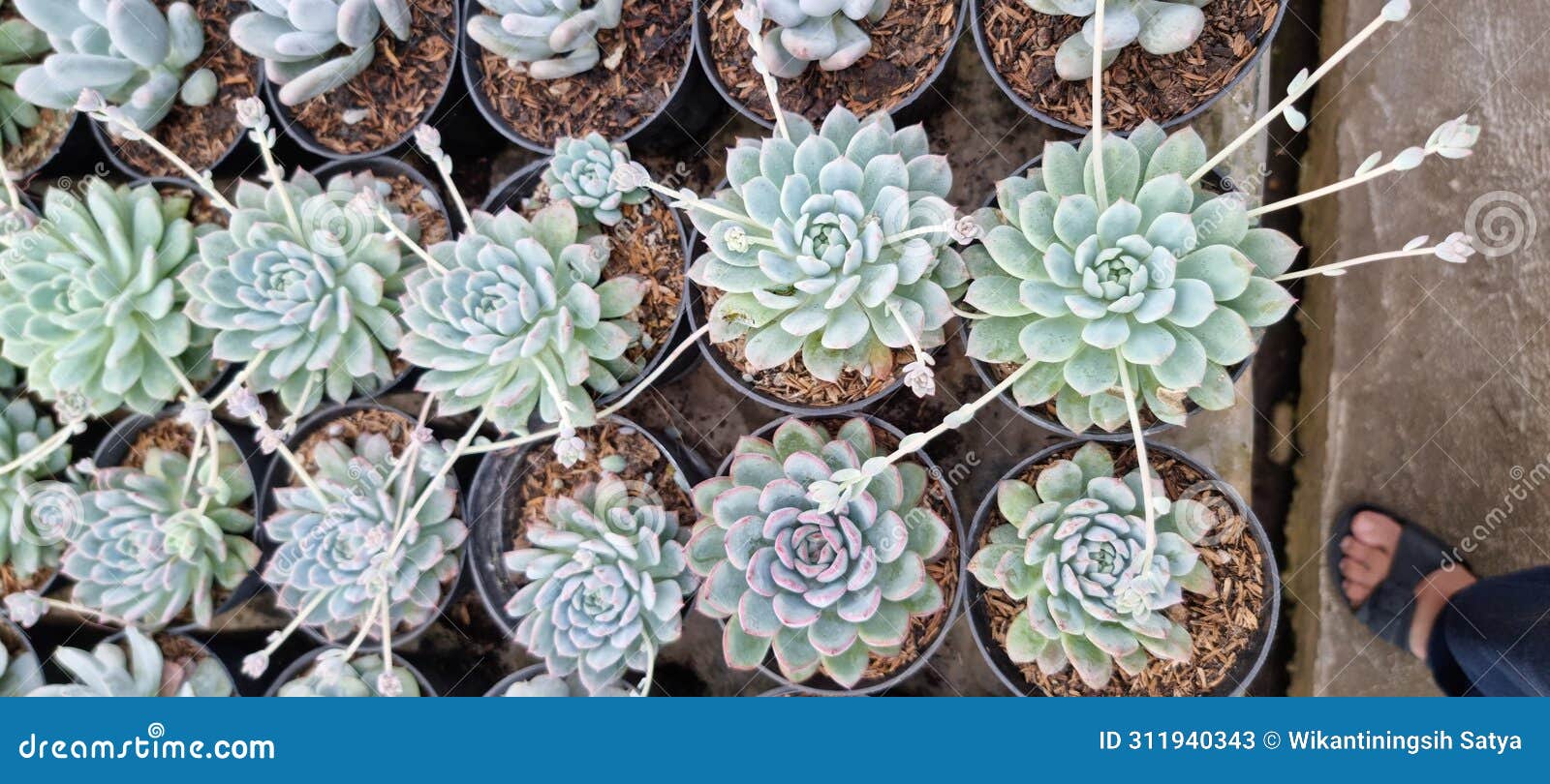 succulent cactus type echeveria violet queen